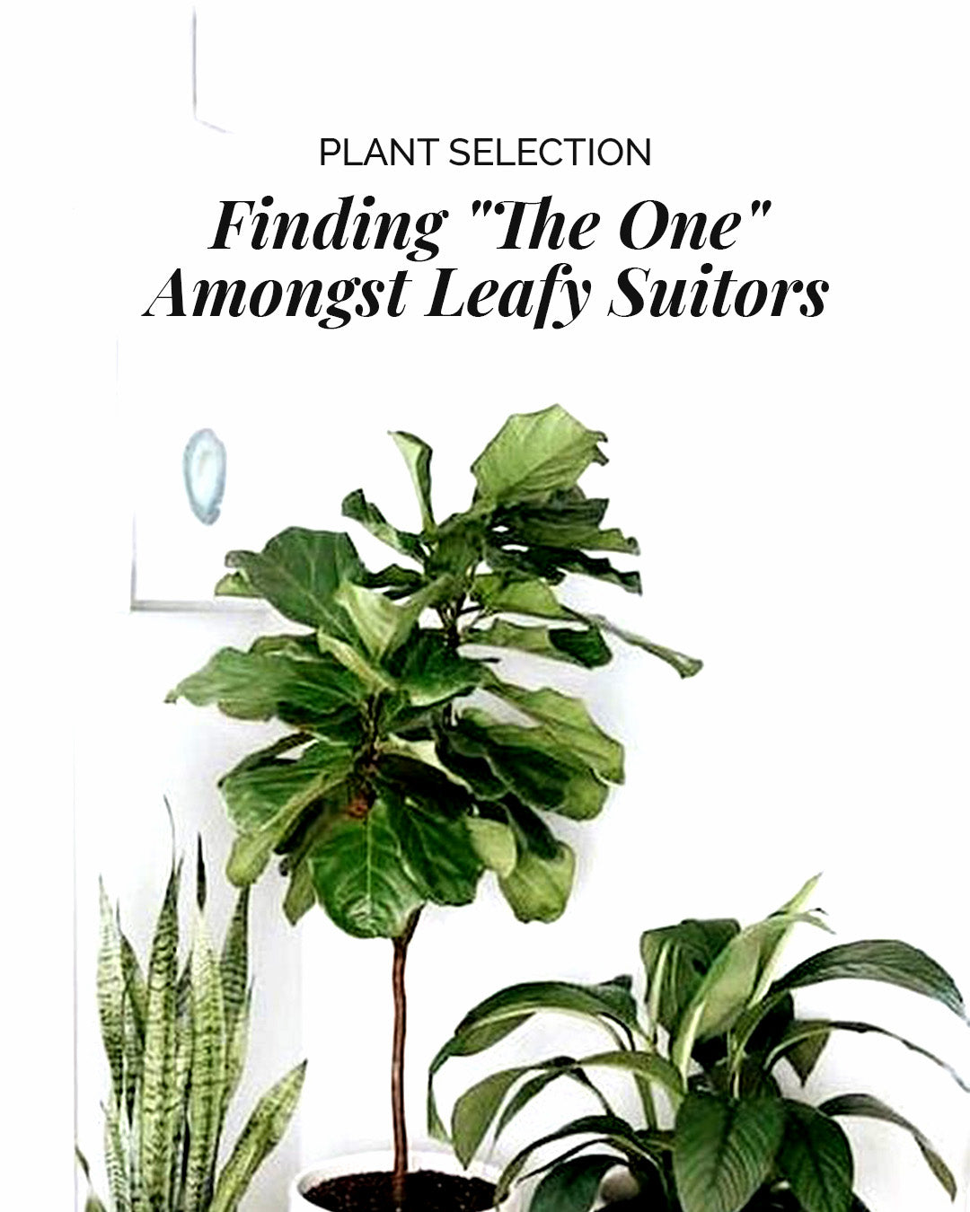 Plant Selection - Finding "The One" Among Leafy Suitors