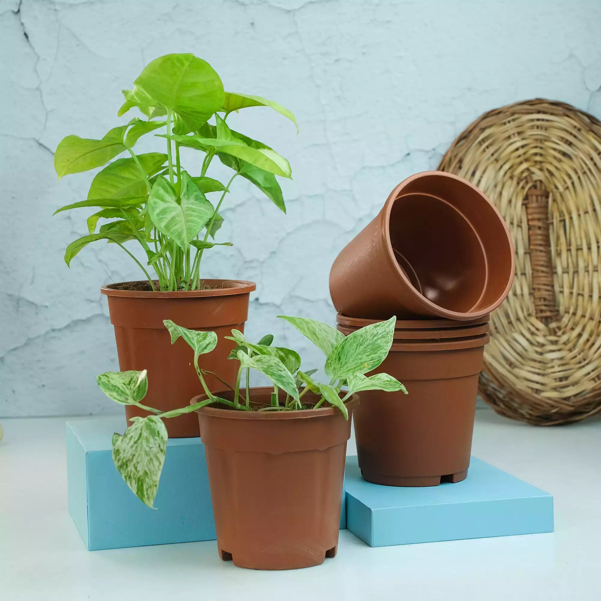 fibre pots for plants Buy Nursery Fibre Gardening Pot Online in India