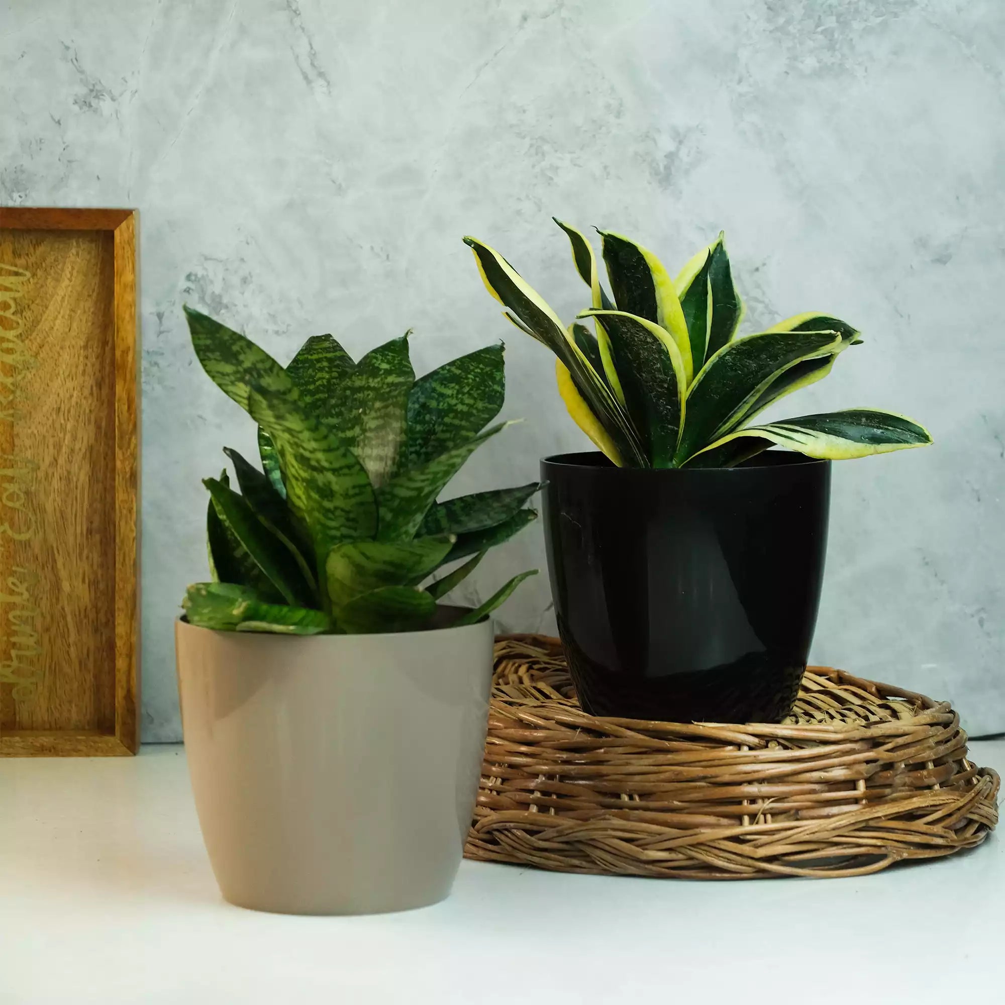 Sproutling Parent Bundle