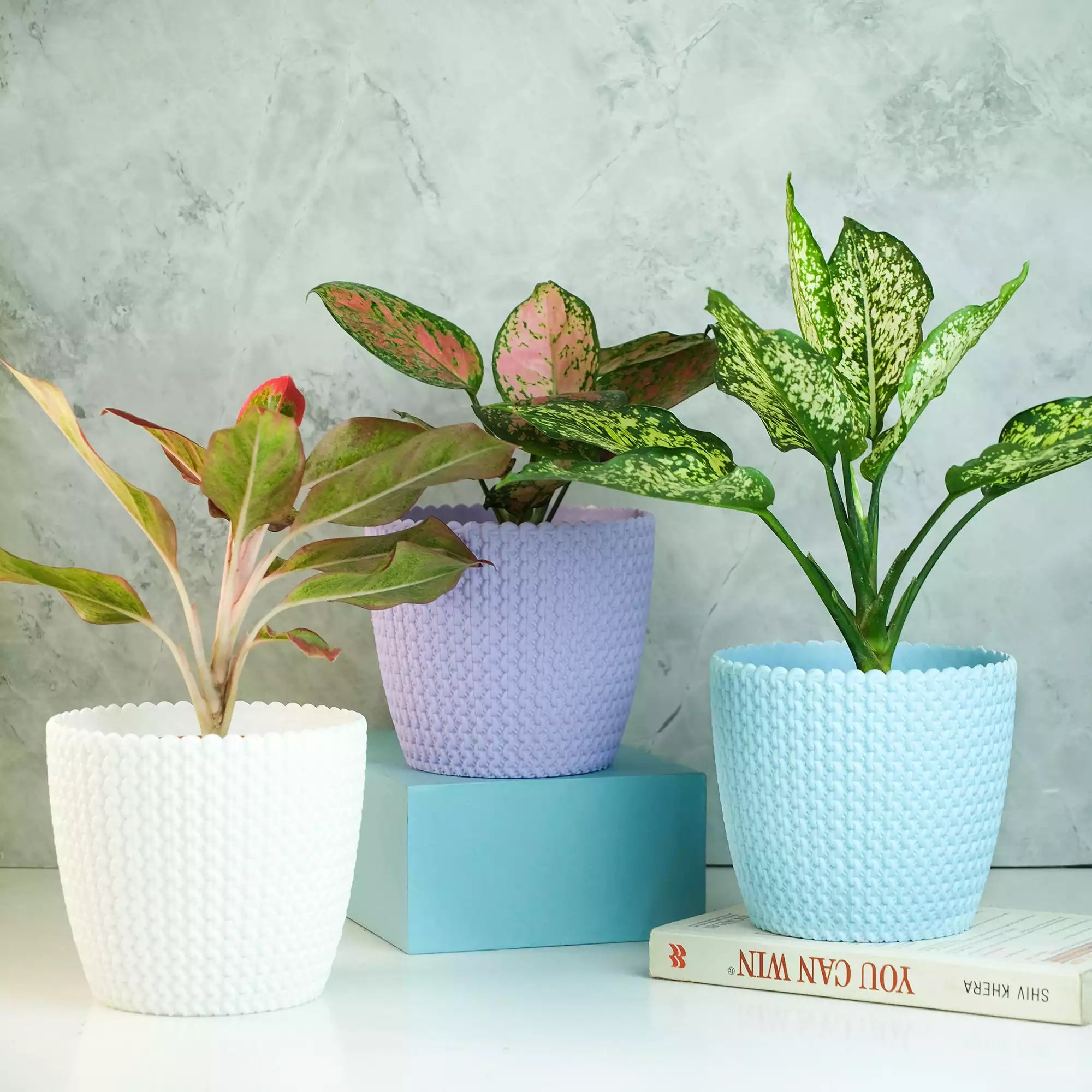Colorful Plants Bundle
