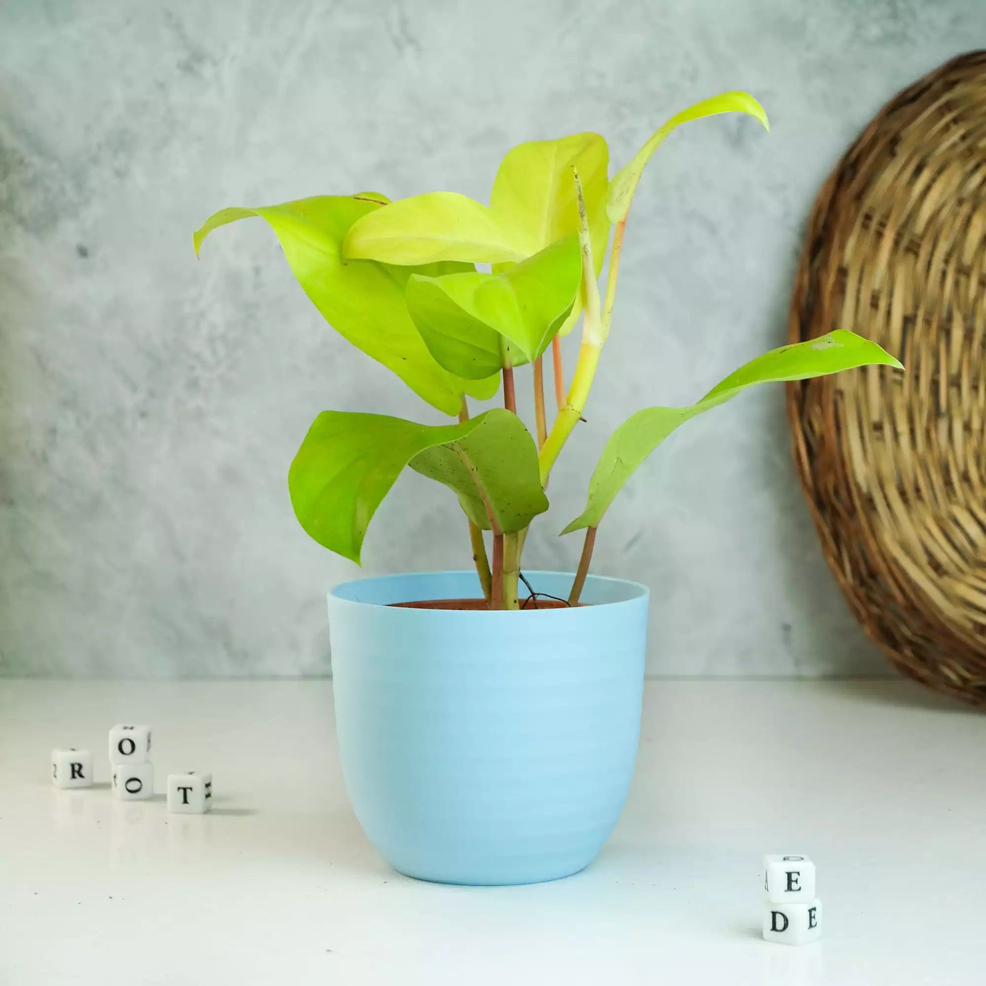 Matte Fibre Pot