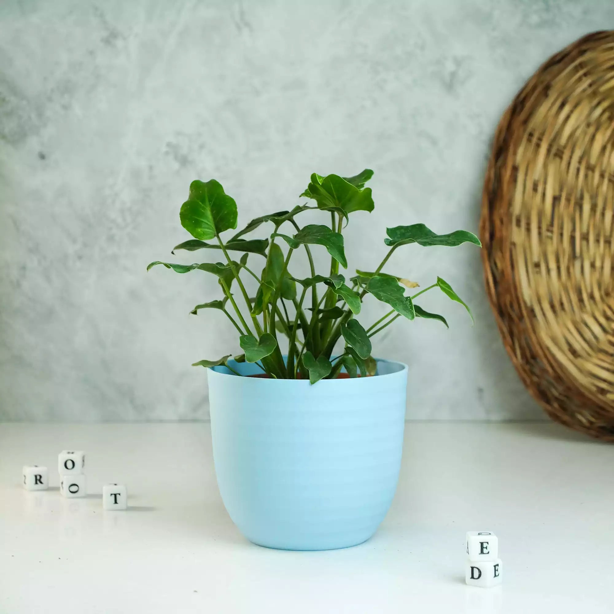 Matte Fibre Pot