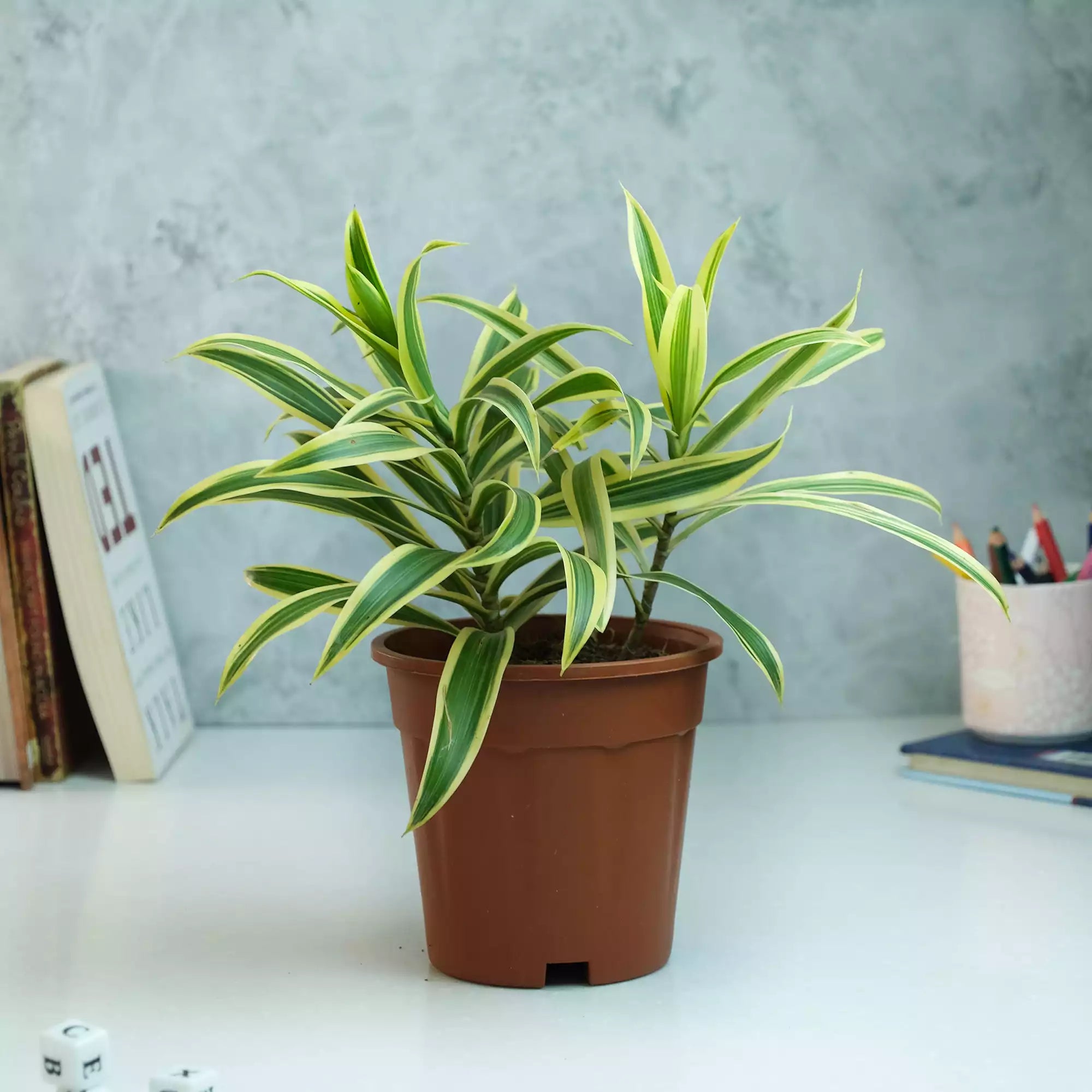 Nursery Fibre Pot