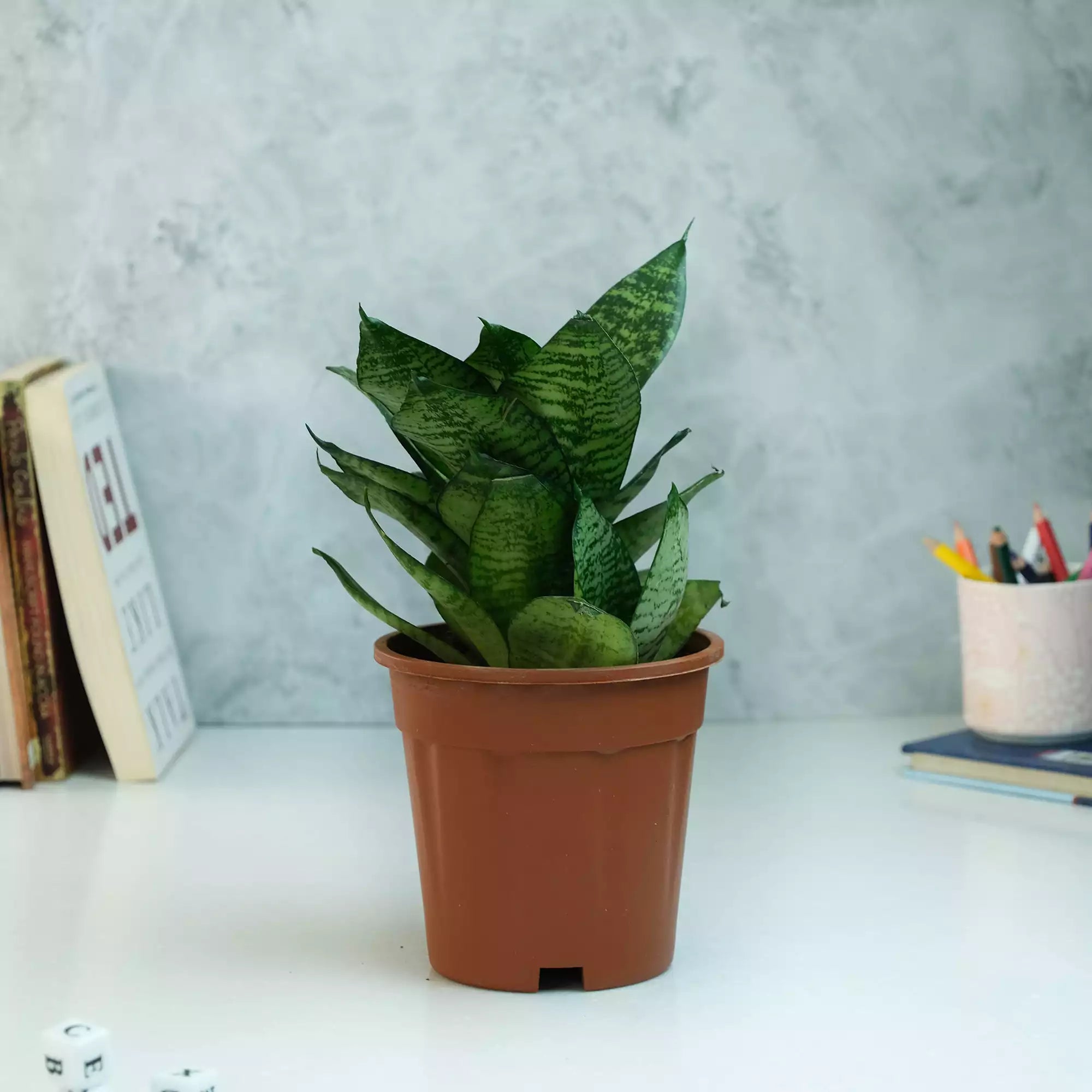Air Purifying Plants Bundle