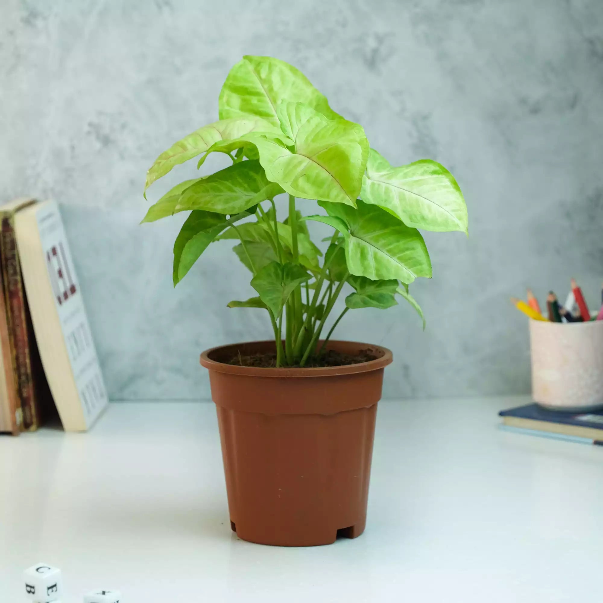 Nursery Fibre Pot