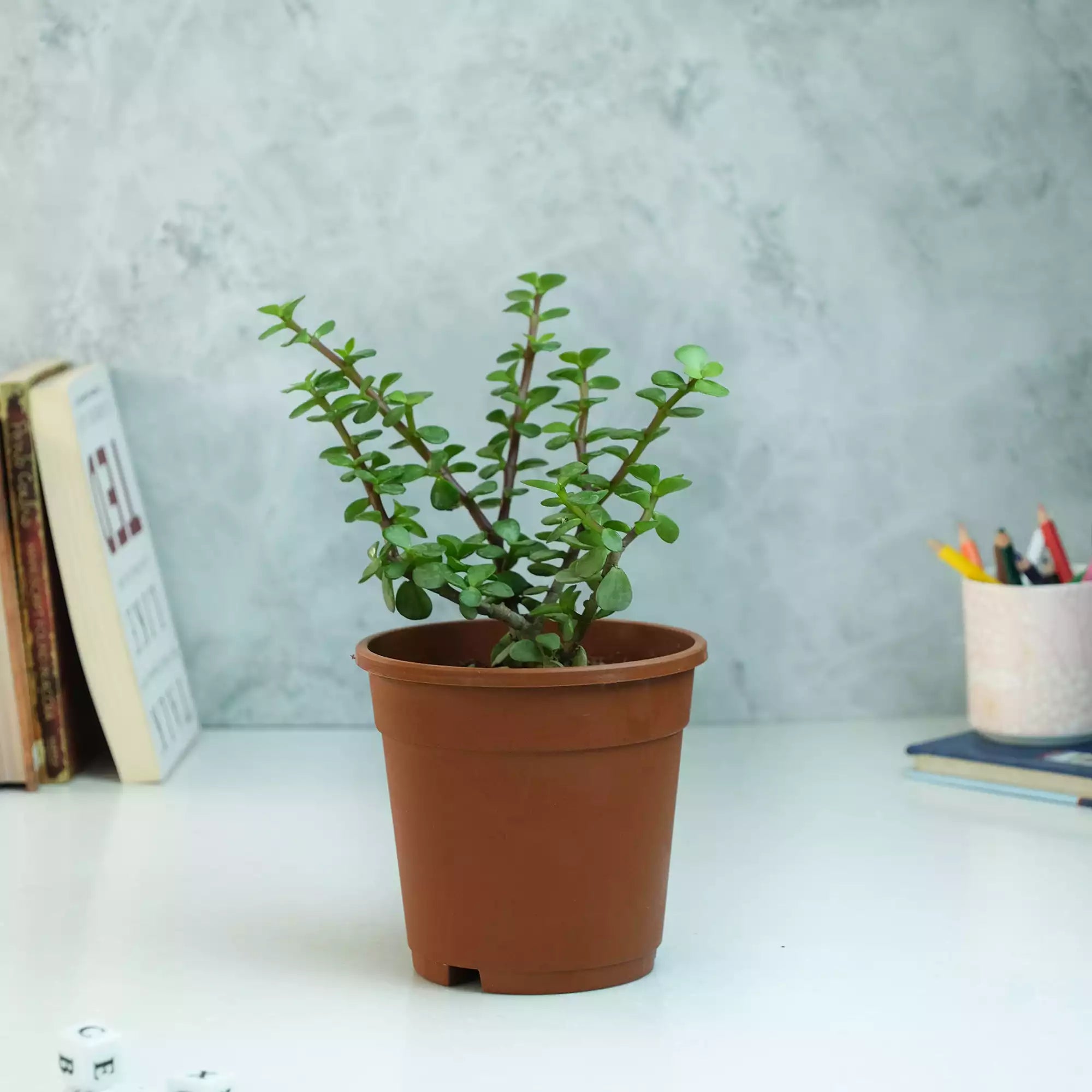 Air Purifying Plants Bundle