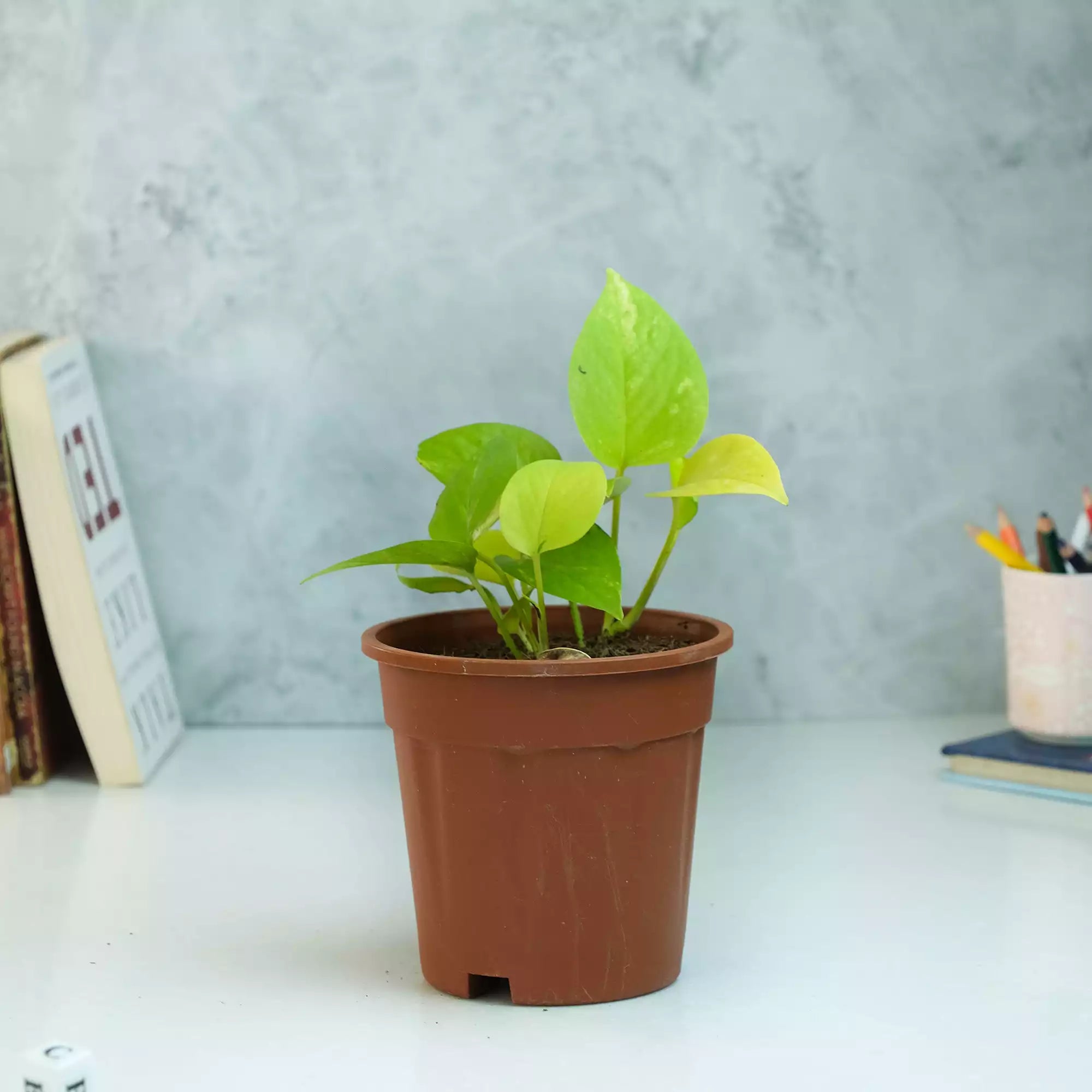 Air Purifying Plants Bundle