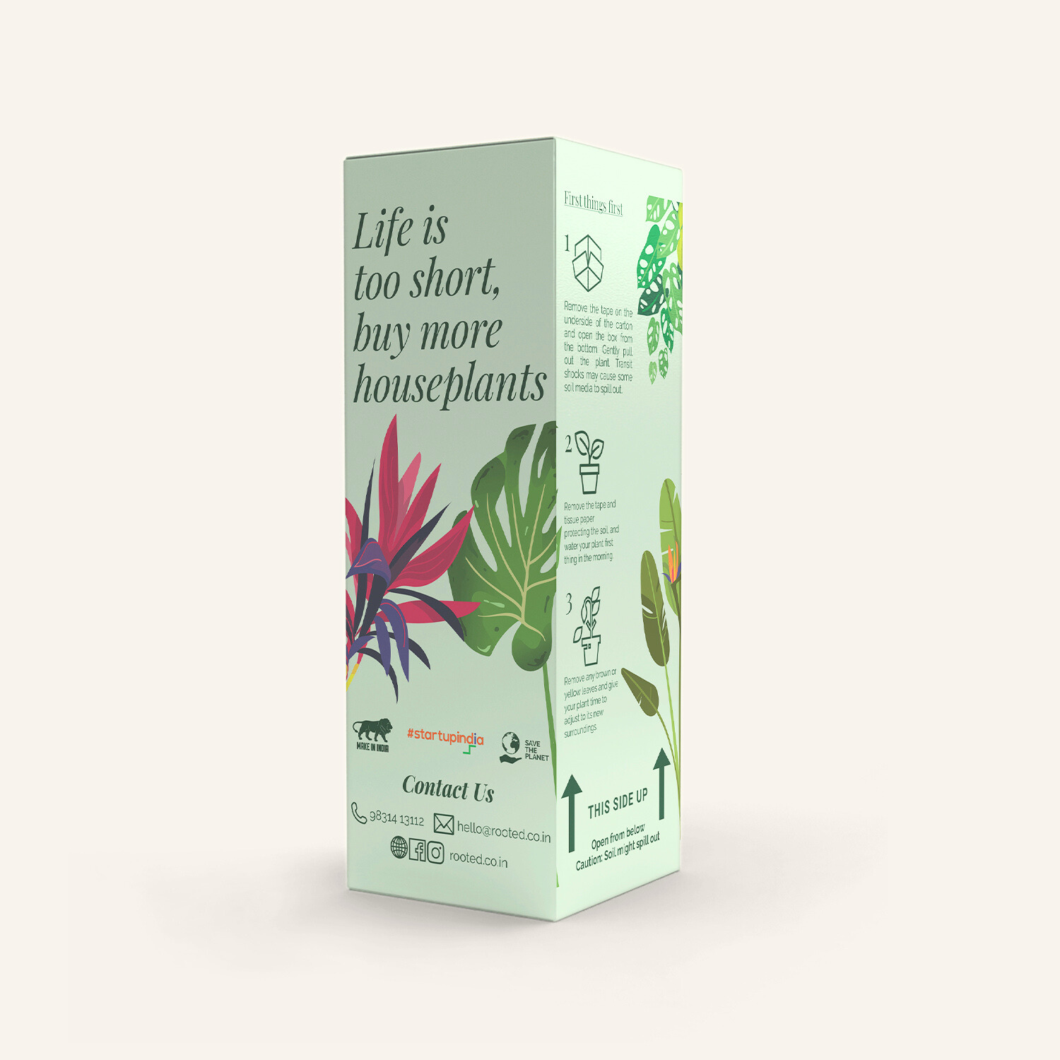 Rooted Peace Lily Plant