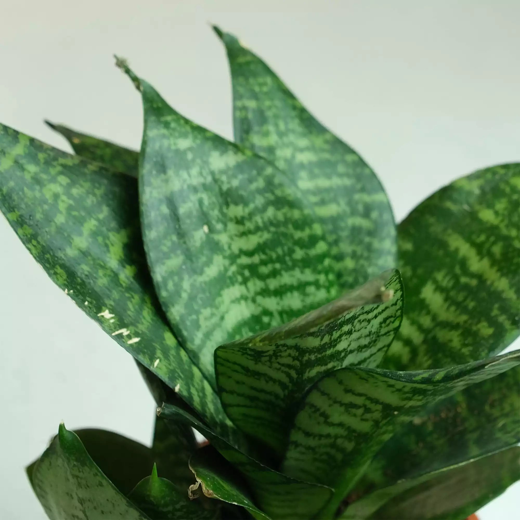 Air Purifying Plants Bundle