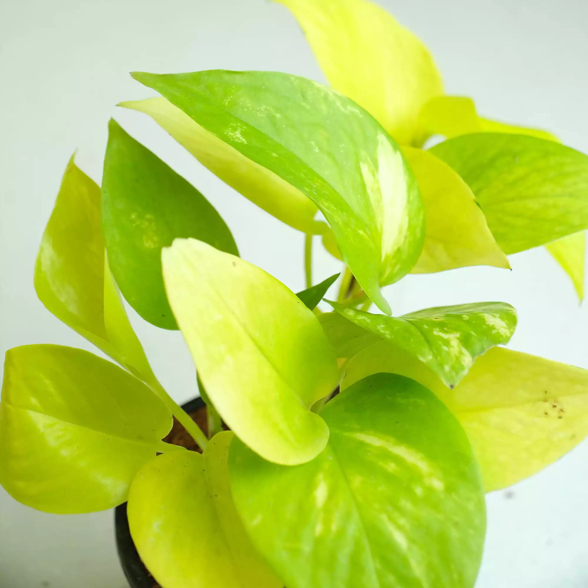 Air Purifying Plants Bundle