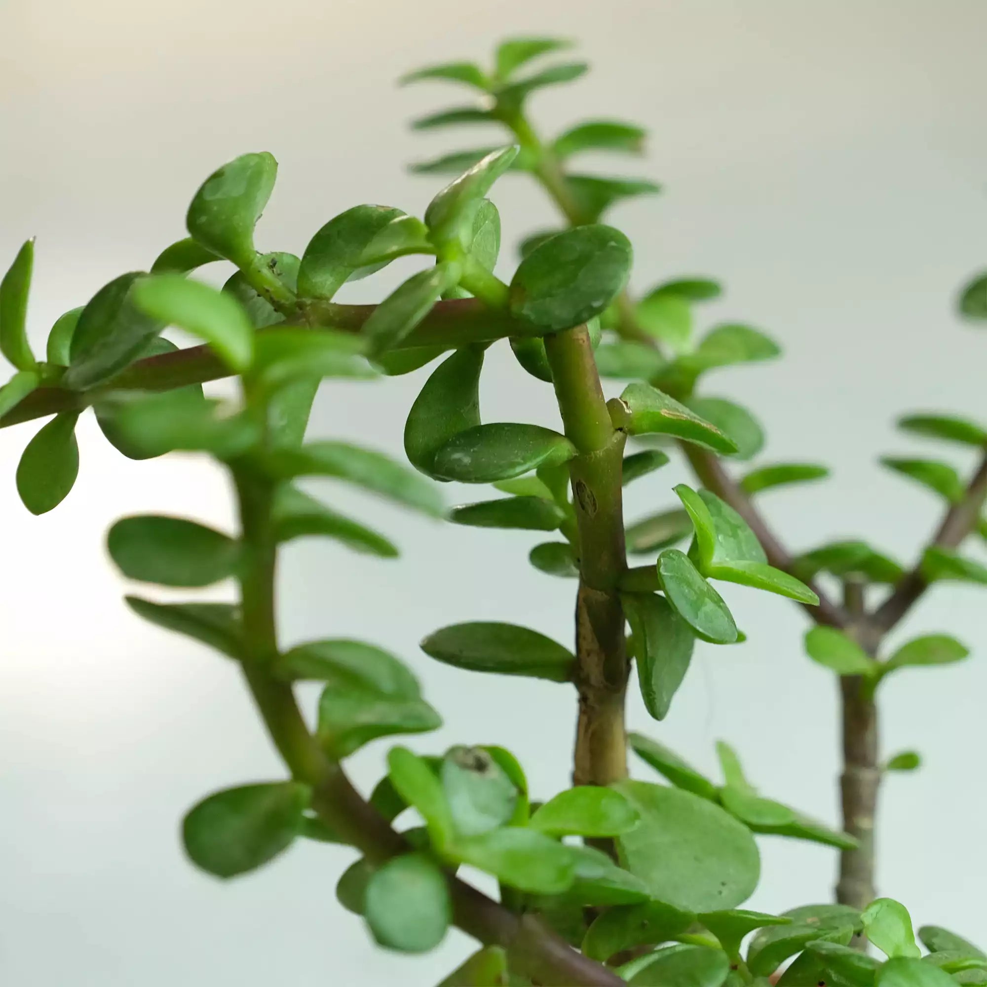 Air Purifying Plants Bundle