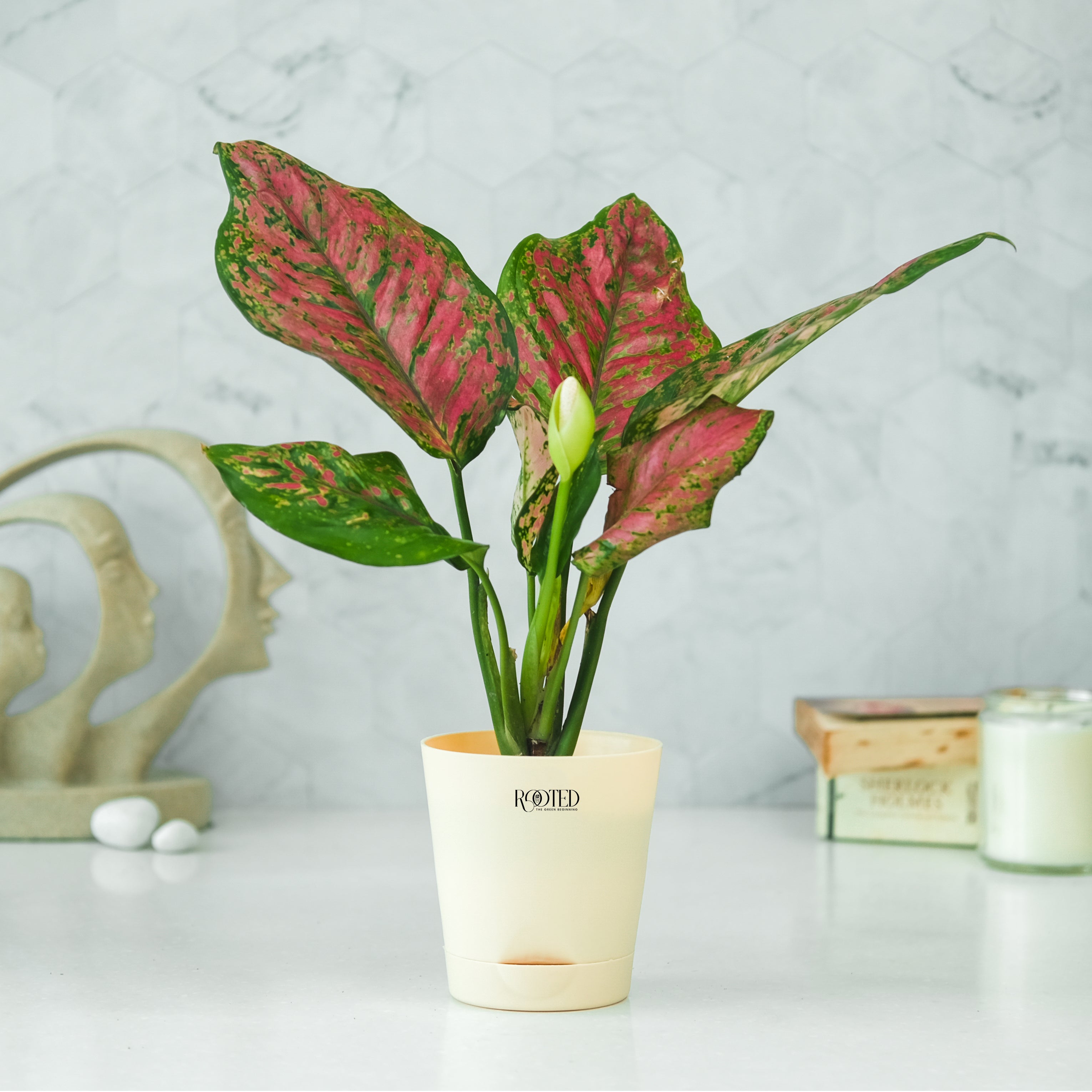 Rooted Aglaonema Pink Beauty Plant