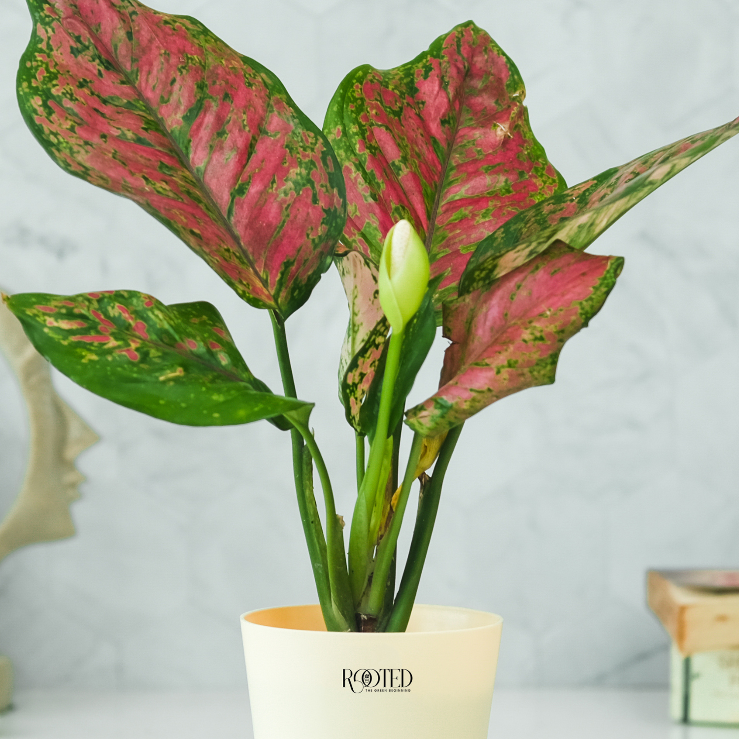 Rooted Aglaonema Pink Beauty Plant