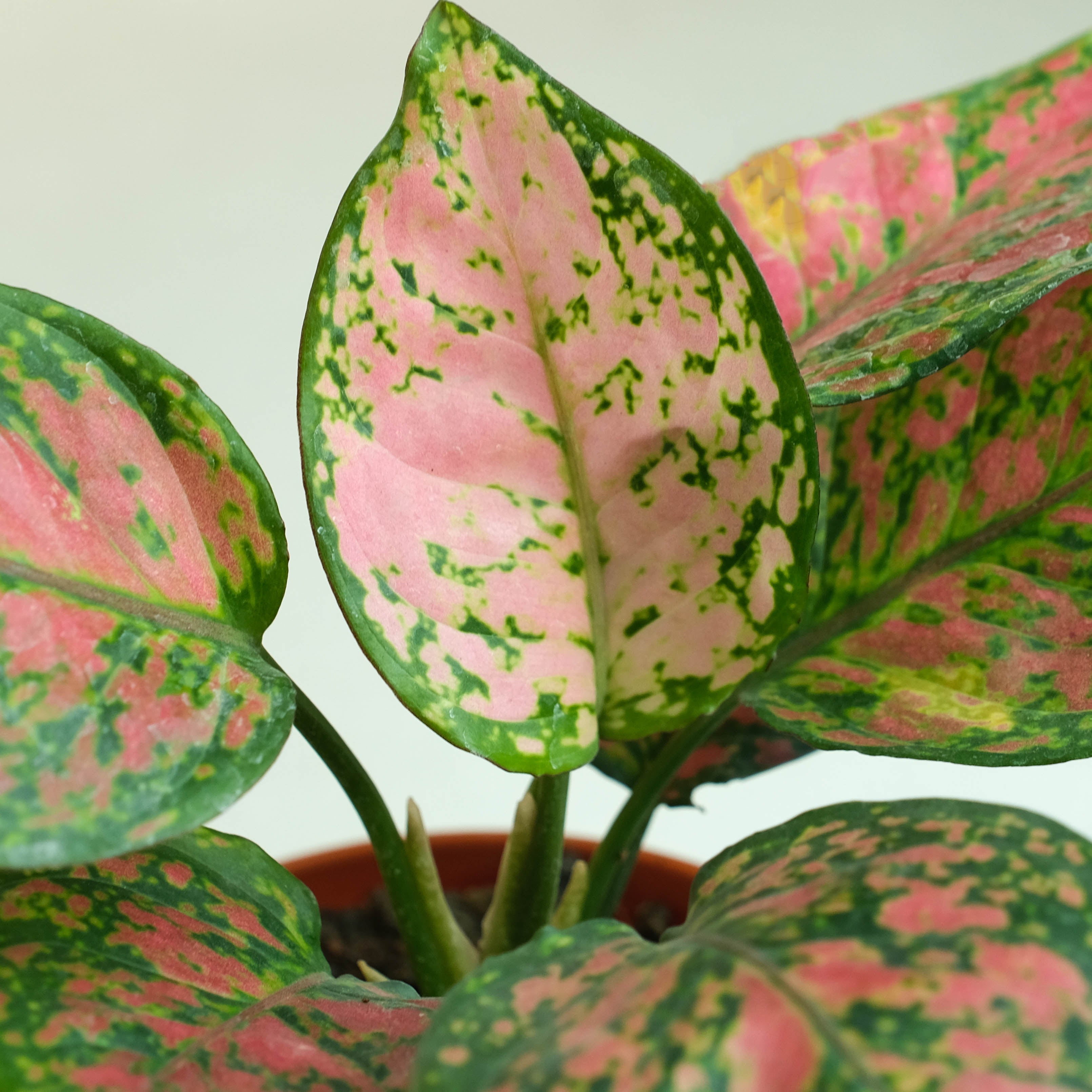Rooted Aglaonema Pink Beauty Plant