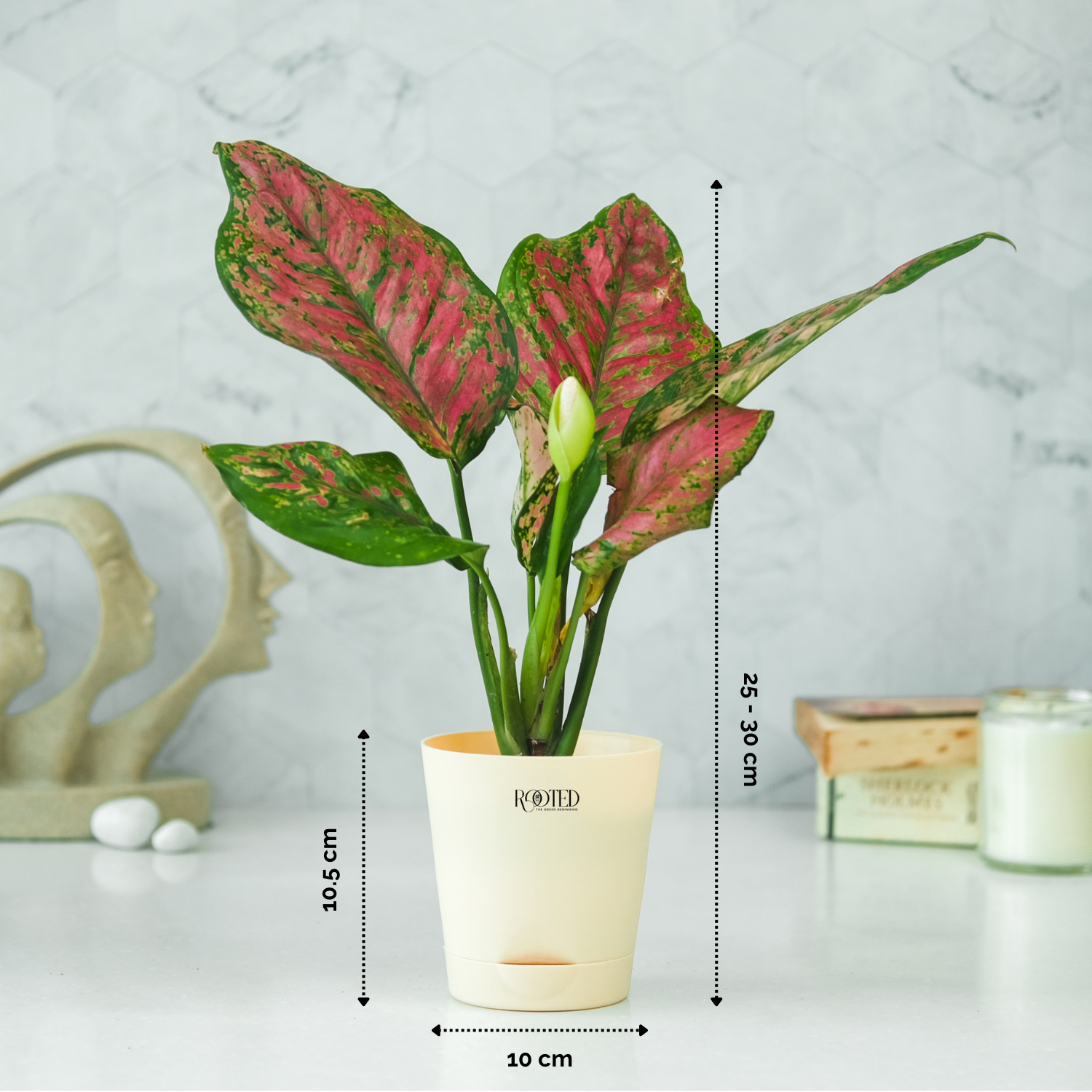 Rooted Aglaonema Pink Beauty Plant