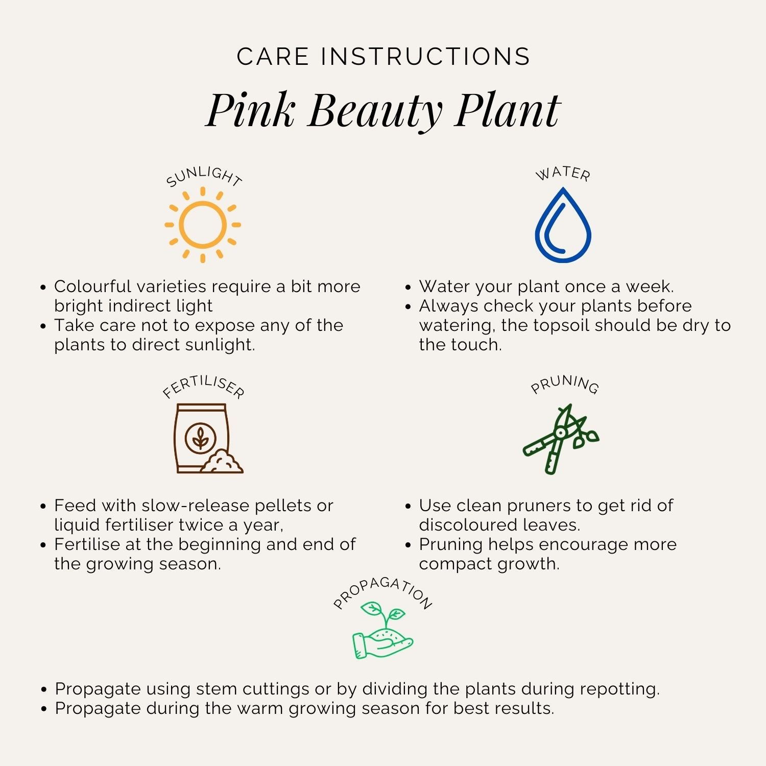 Rooted Aglaonema Pink Beauty Plant