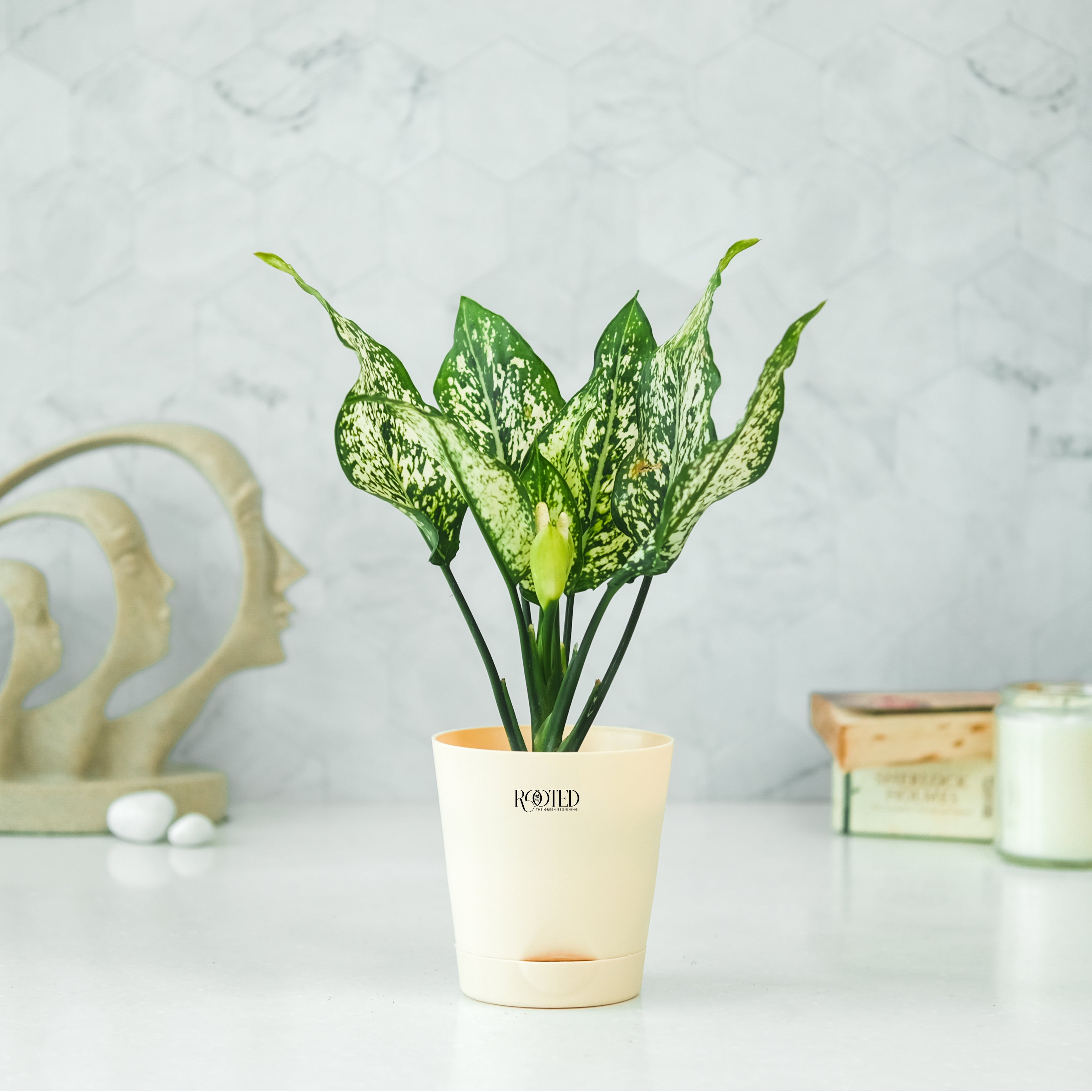 Rooted Aglaonema Snow White Plant