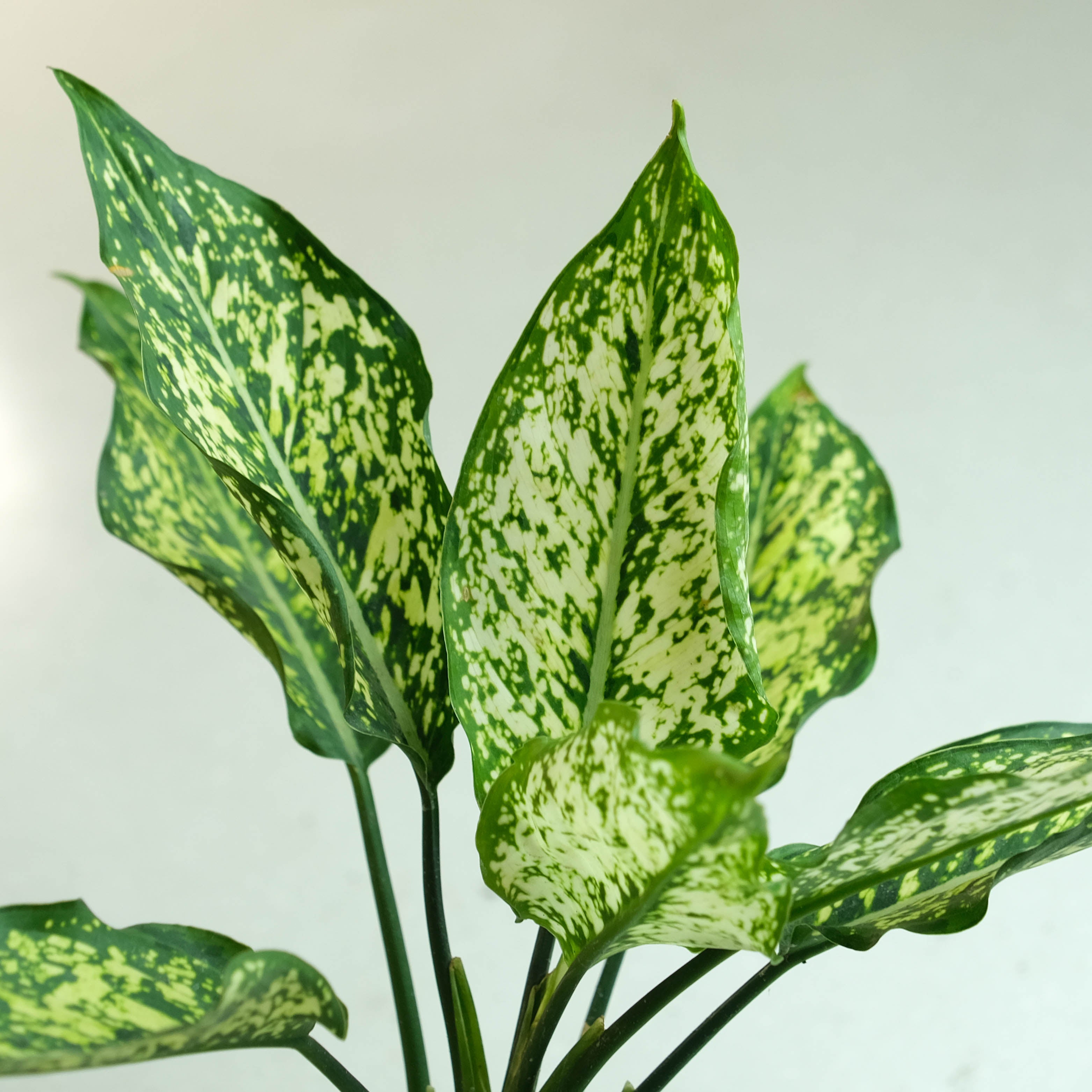 Rooted Aglaonema Snow White Plant