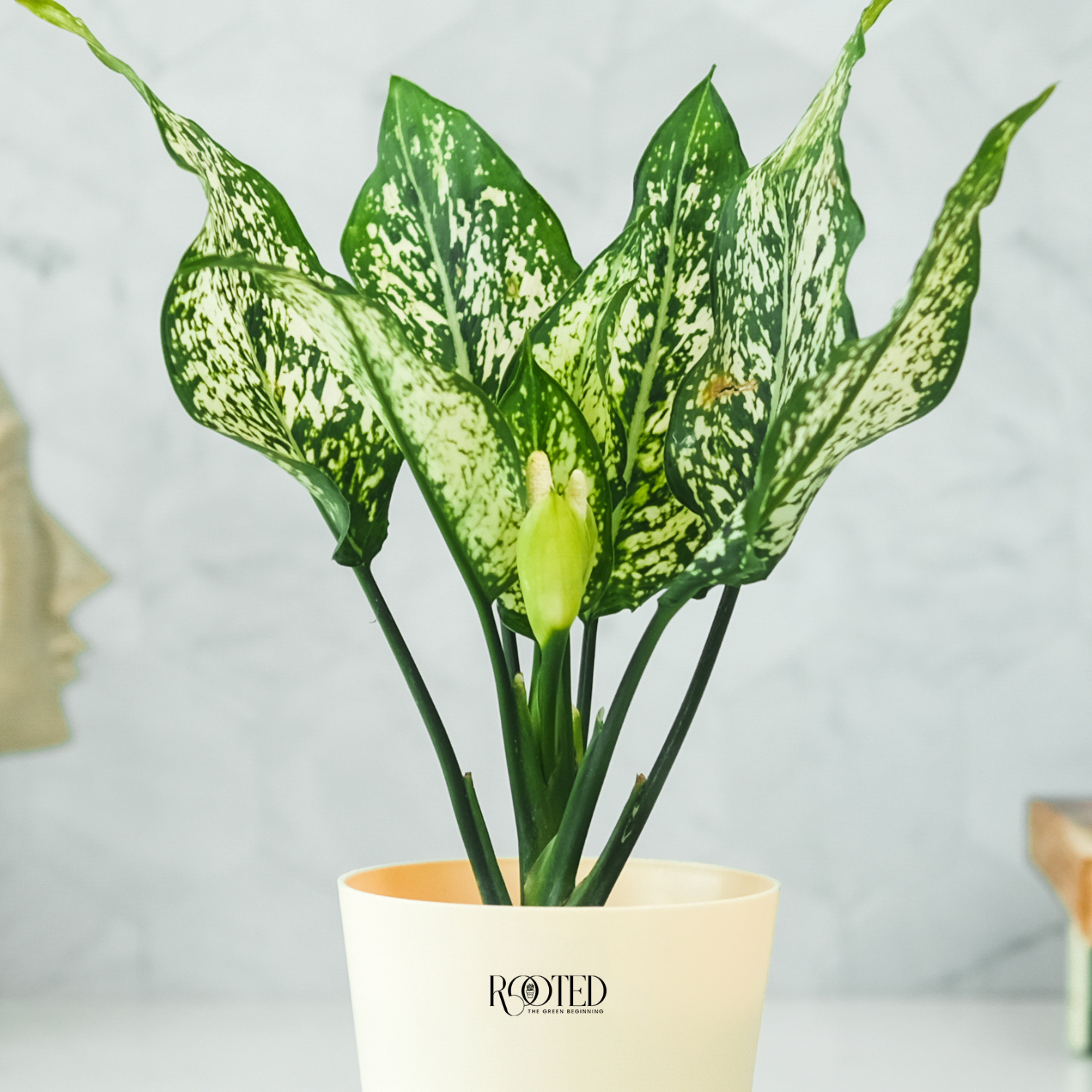 Rooted Aglaonema Snow White Plant