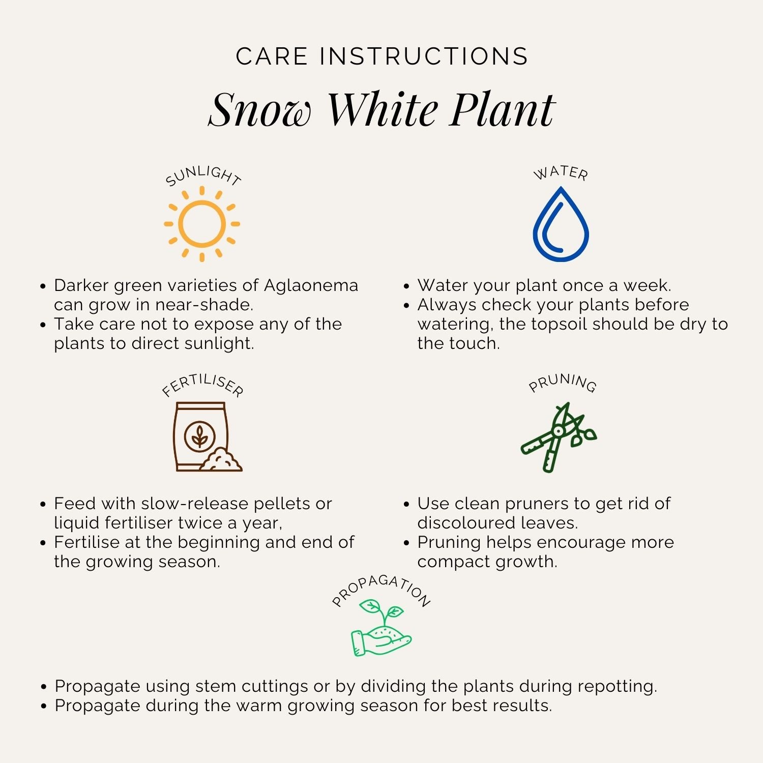 Rooted Aglaonema Snow White Plant