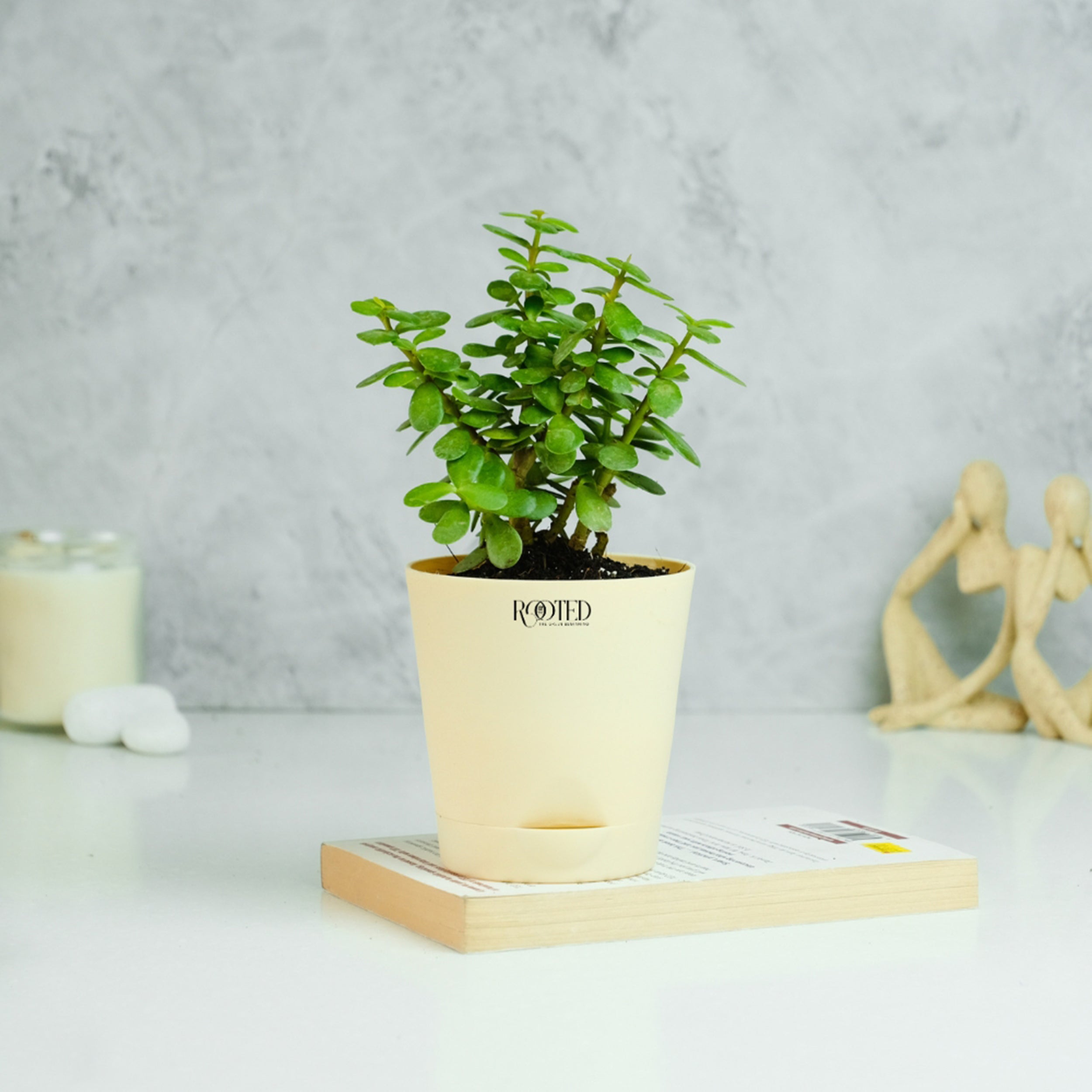 Rooted Jade Plant