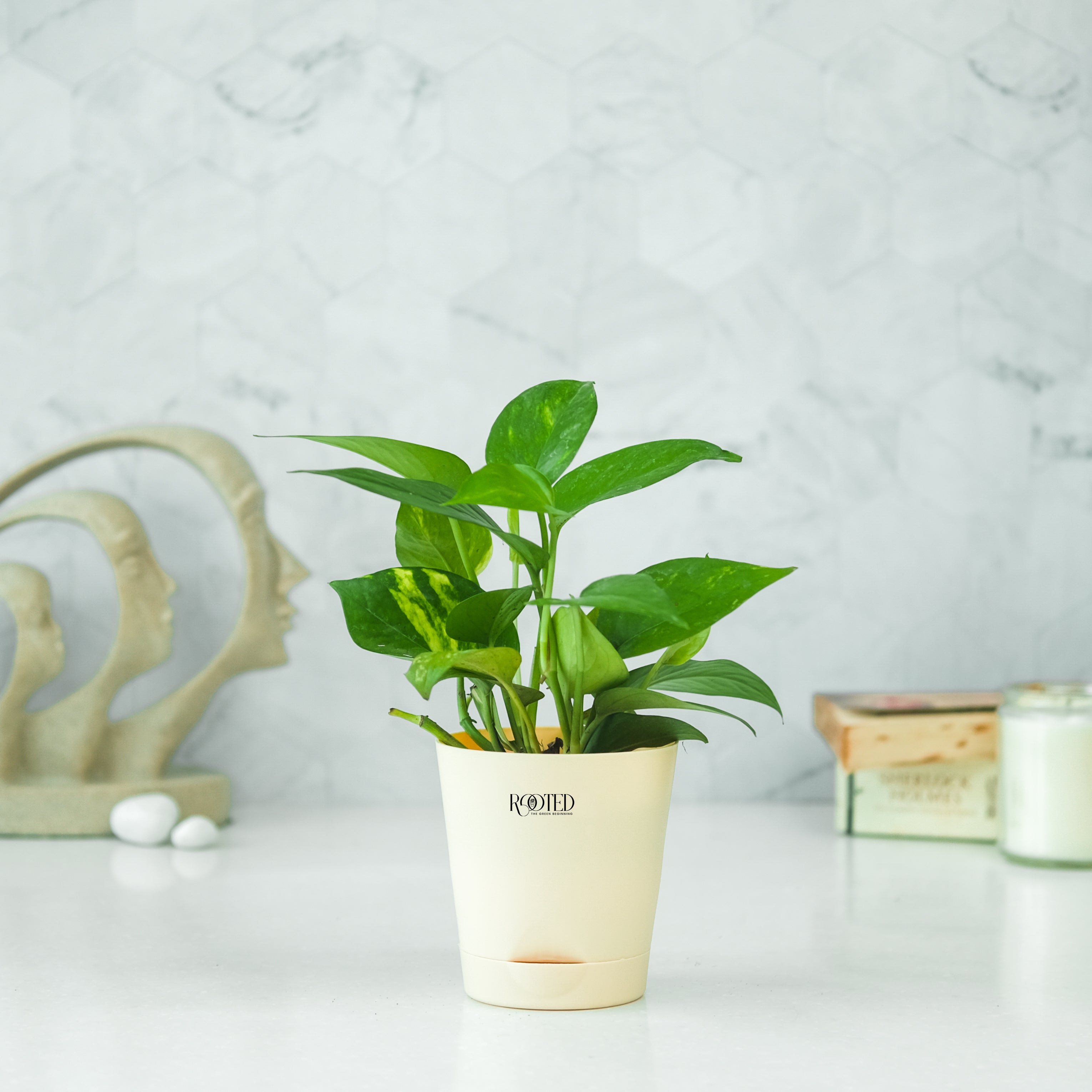 Rooted Green Money Plant Variegated