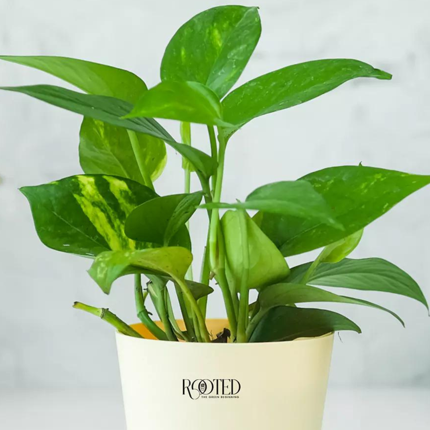 Rooted Green Money Plant Variegated