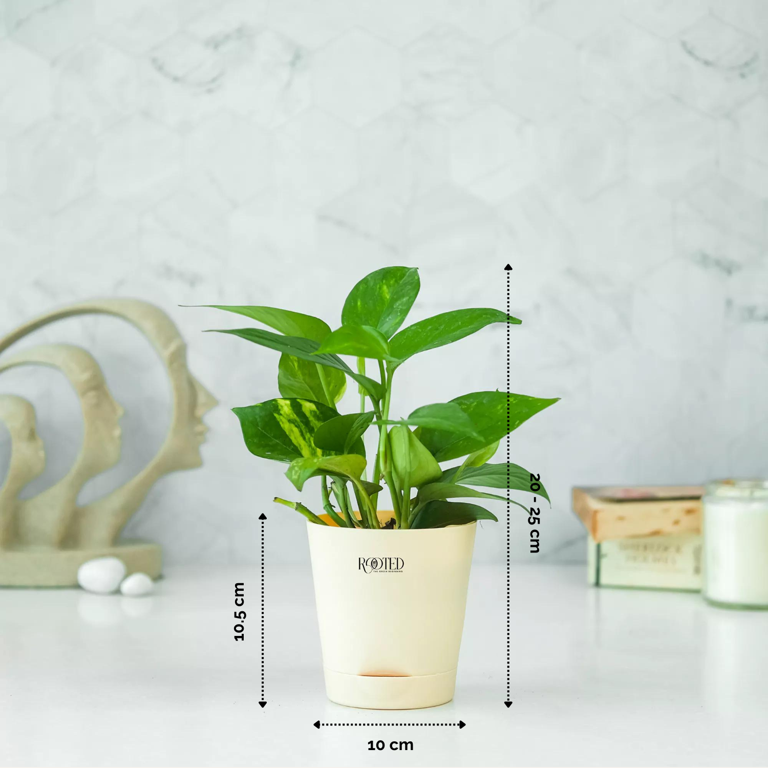Rooted Green Money Plant Variegated