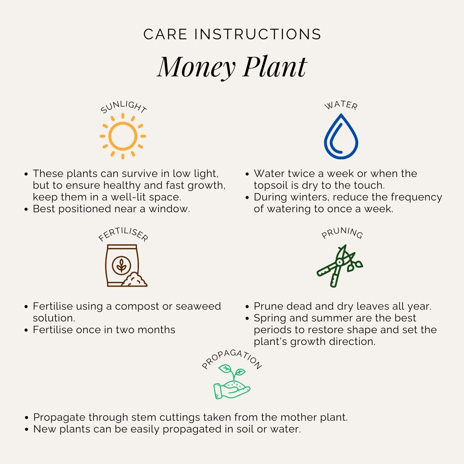 Rooted Green Money Plant Variegated