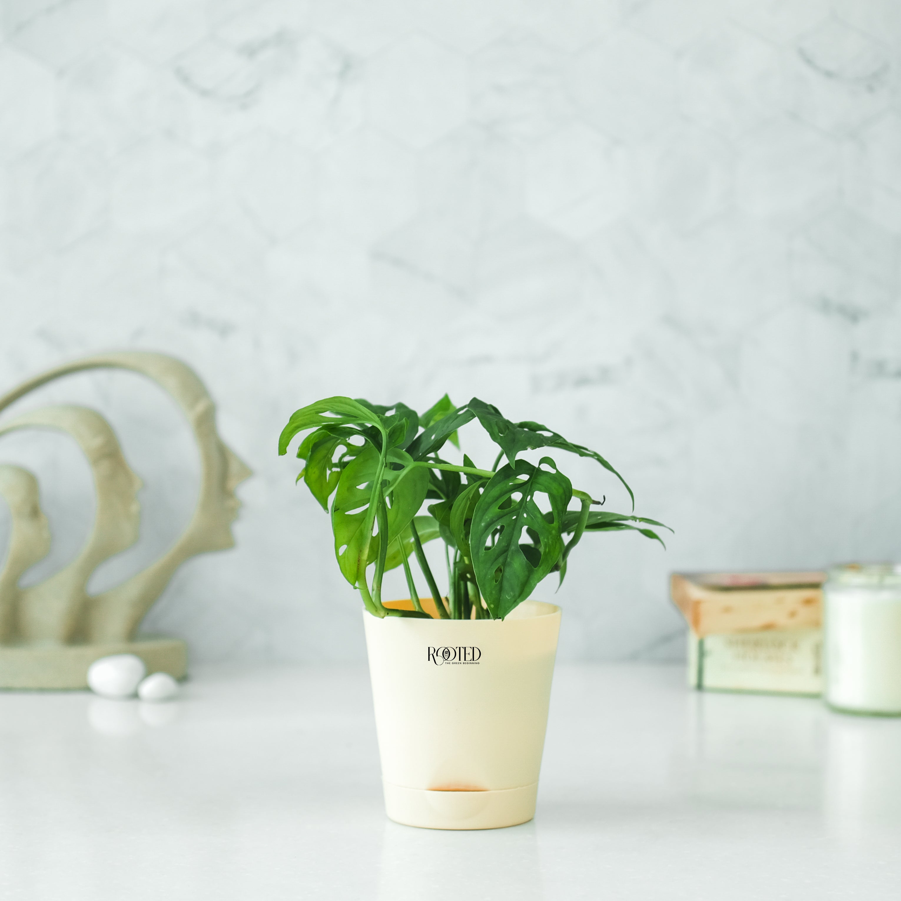 Rooted Monstera Adansonii Plant