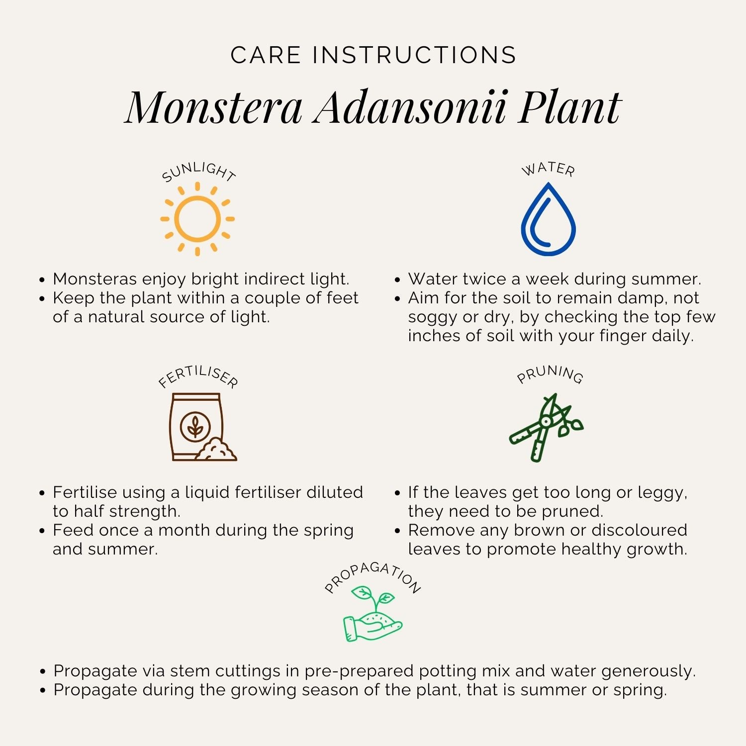 Rooted Monstera Adansonii Plant
