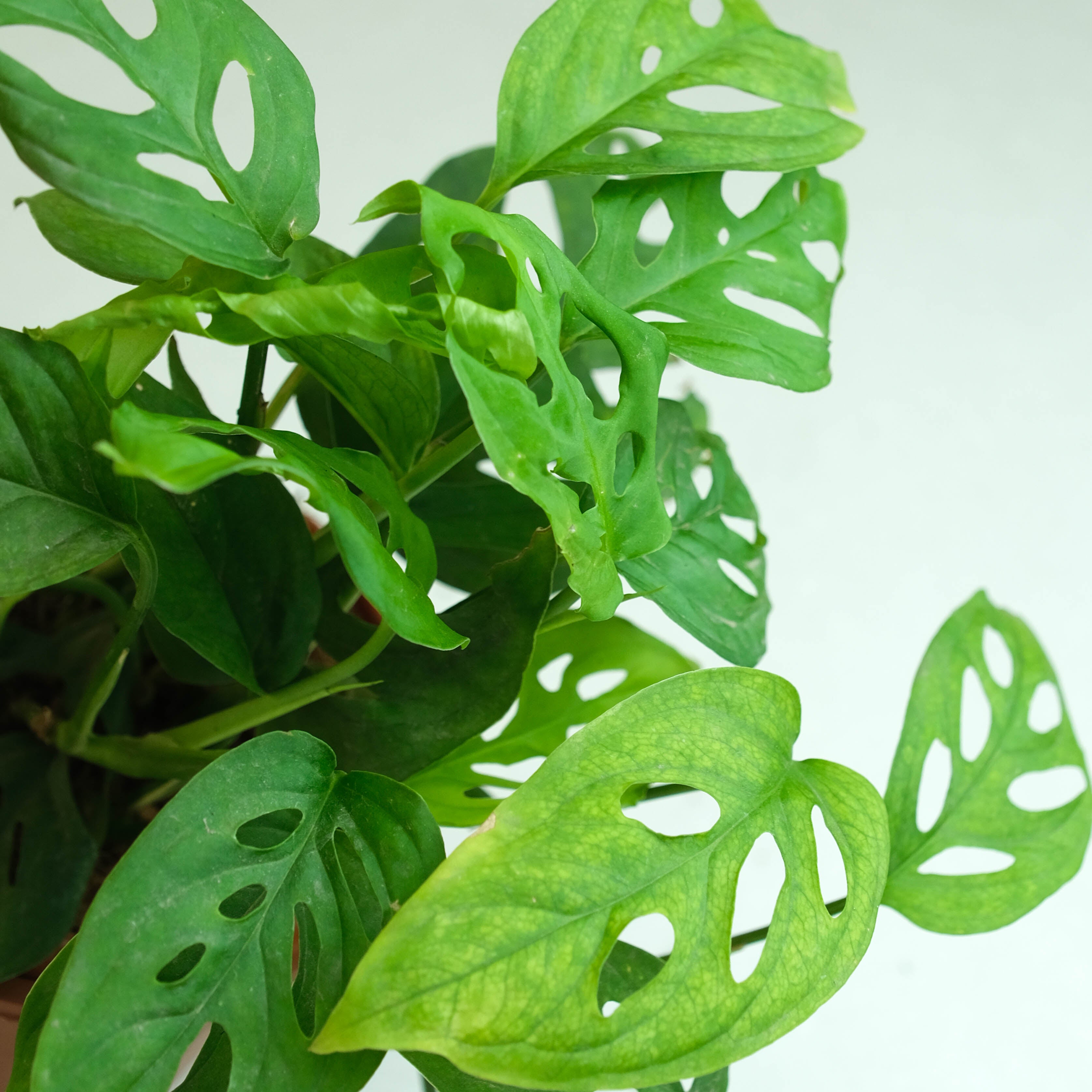 Rooted Monstera Adansonii Plant