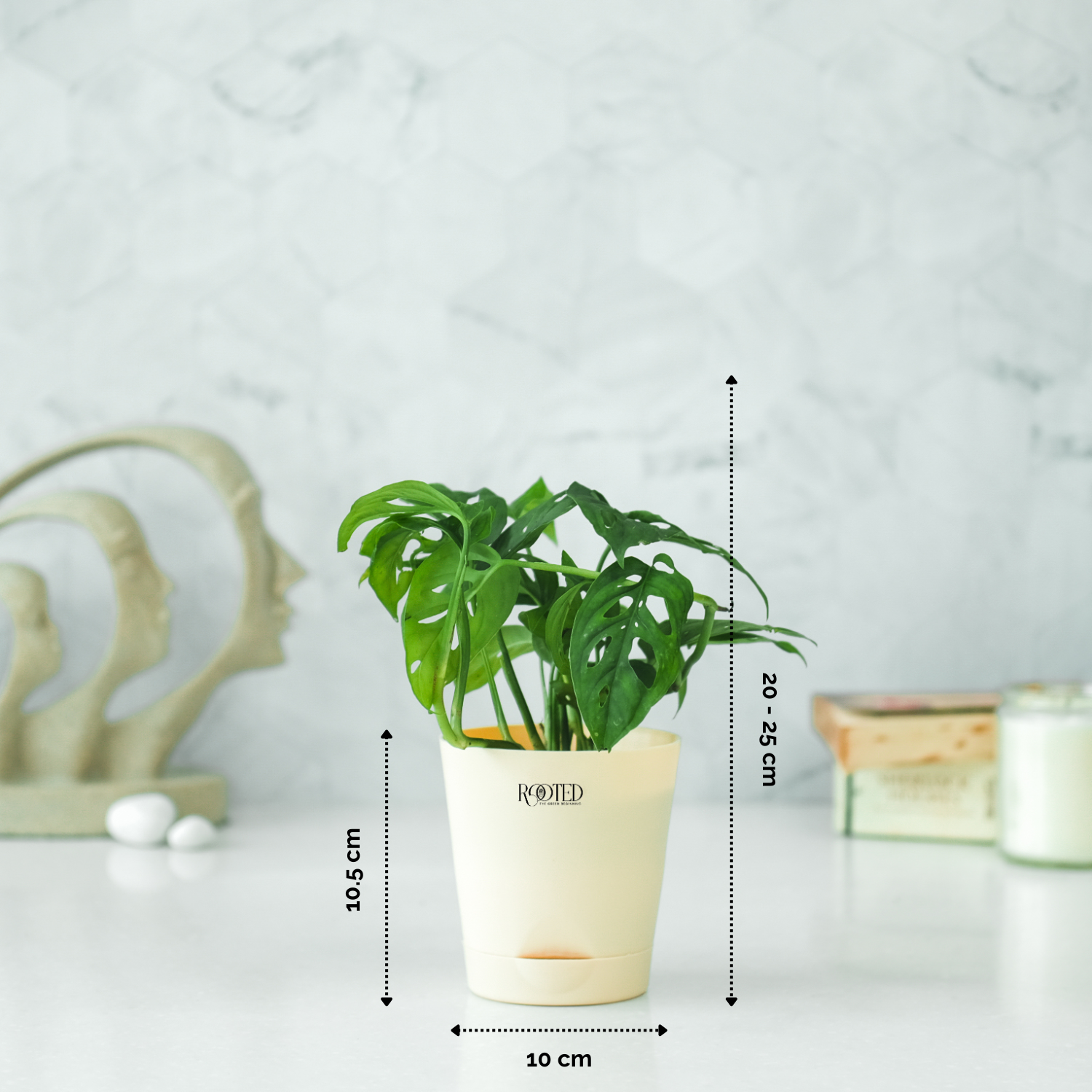 Rooted Monstera Adansonii Plant