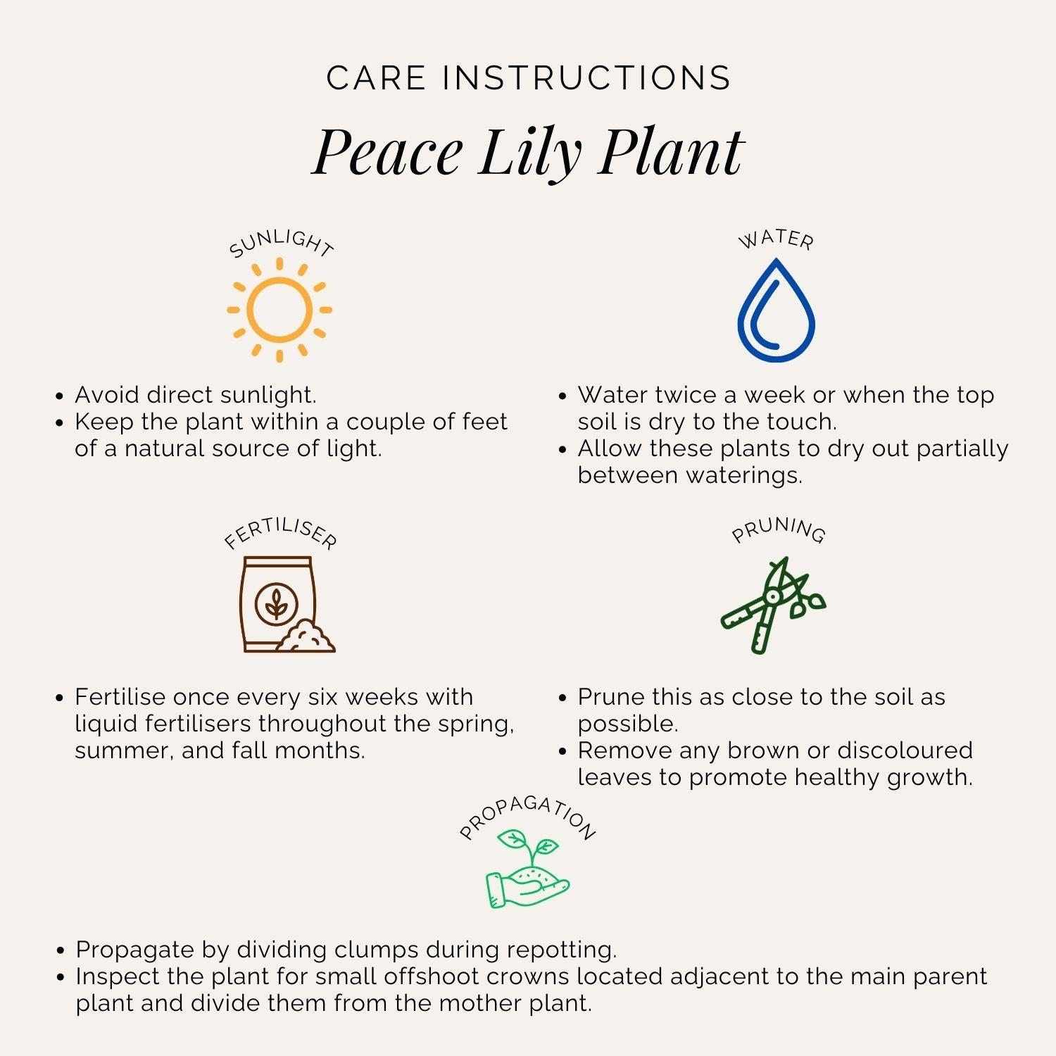 Rooted Peace Lily Plant