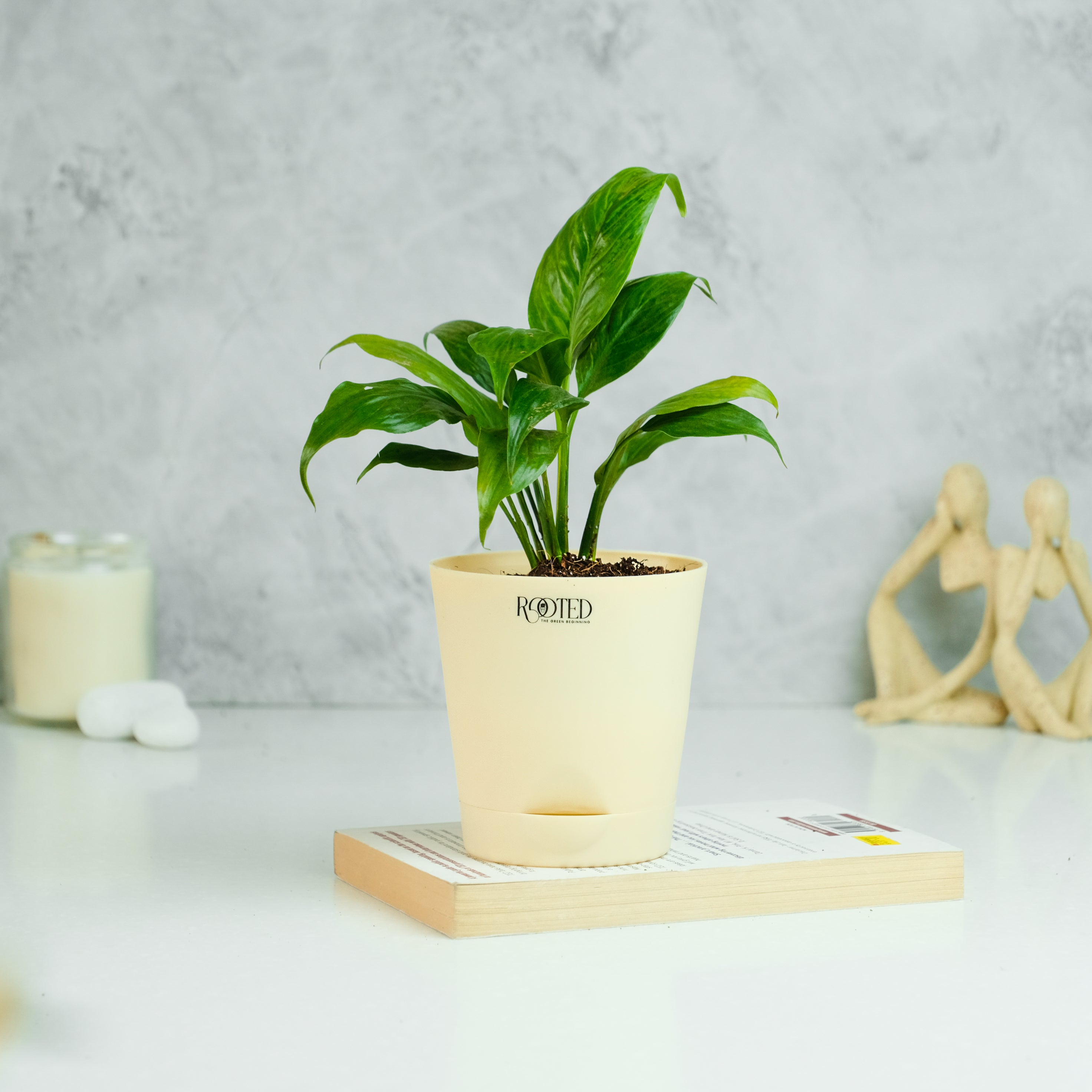 Rooted Peace Lily Plant