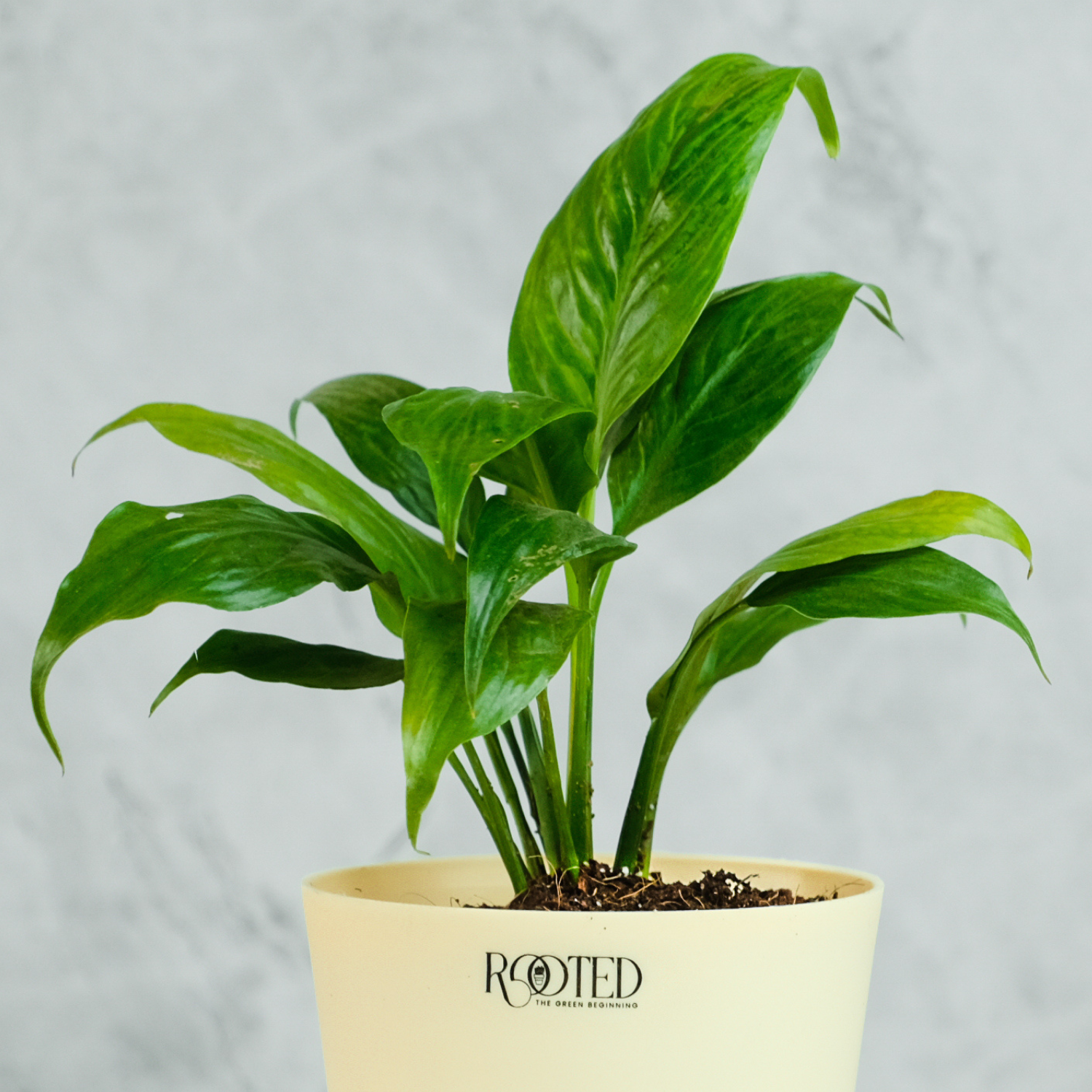 Rooted Peace Lily Plant