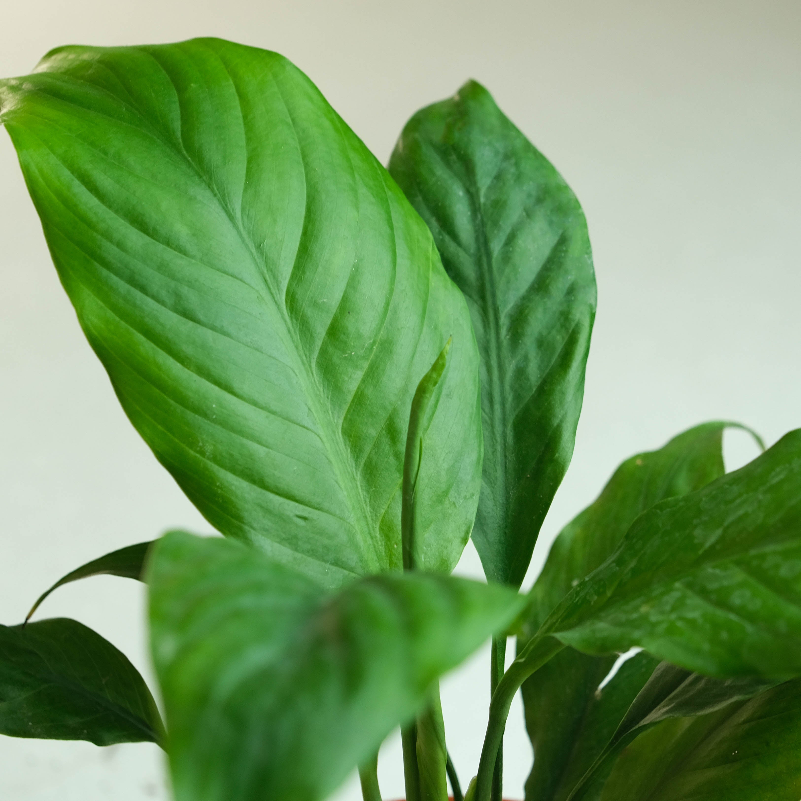 Rooted Peace Lily Plant