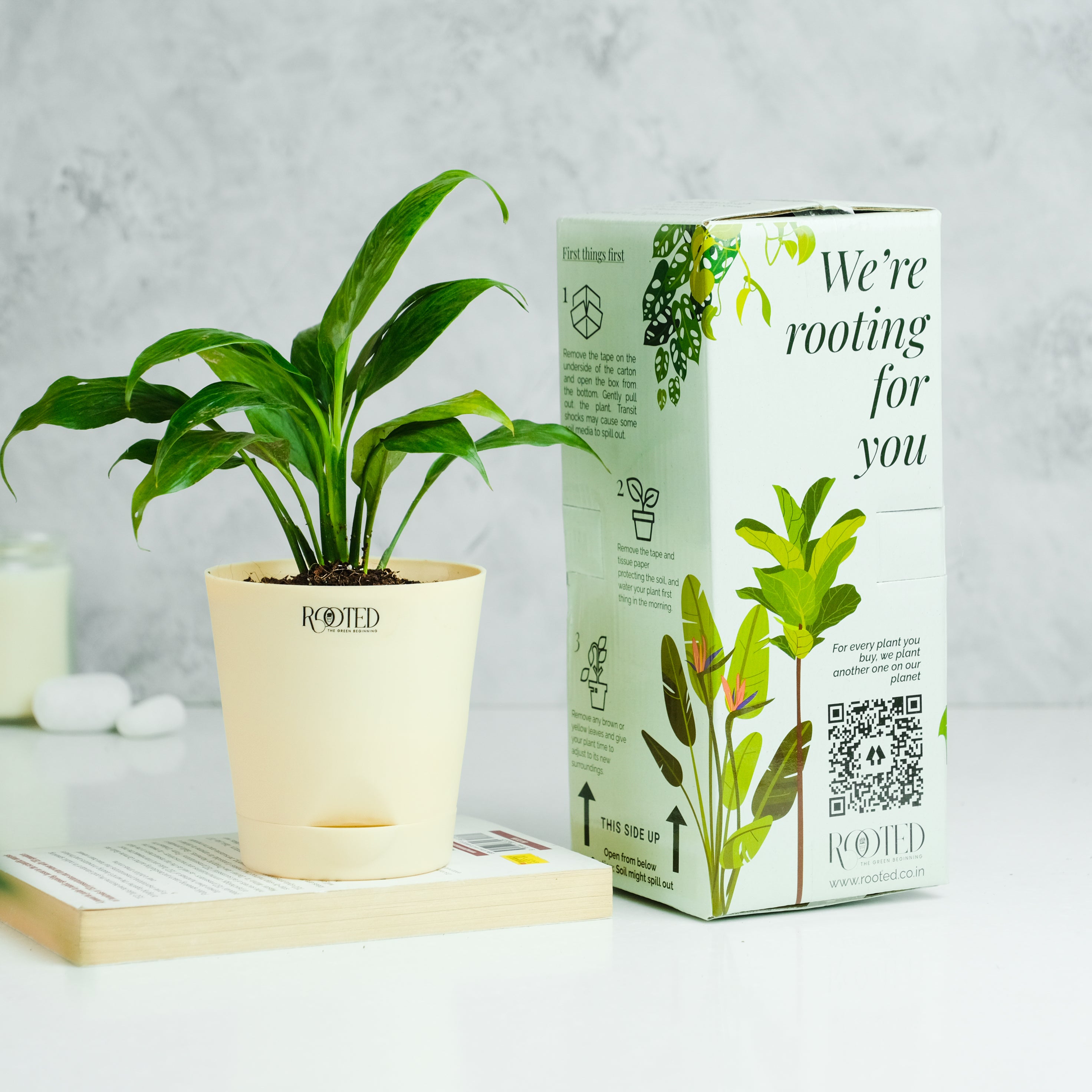 Rooted Peace Lily Plant