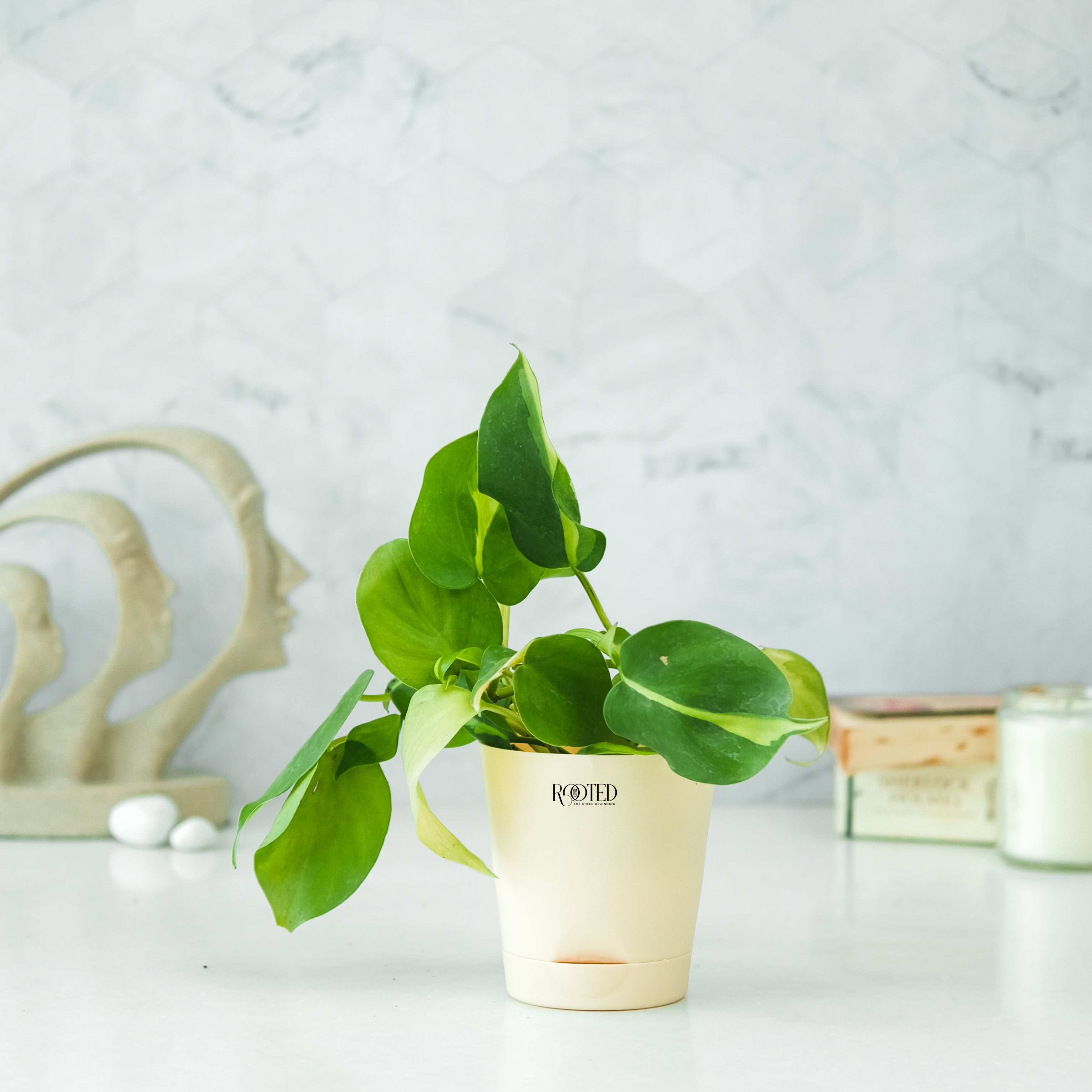 Rooted Philodendron Brasil Plant