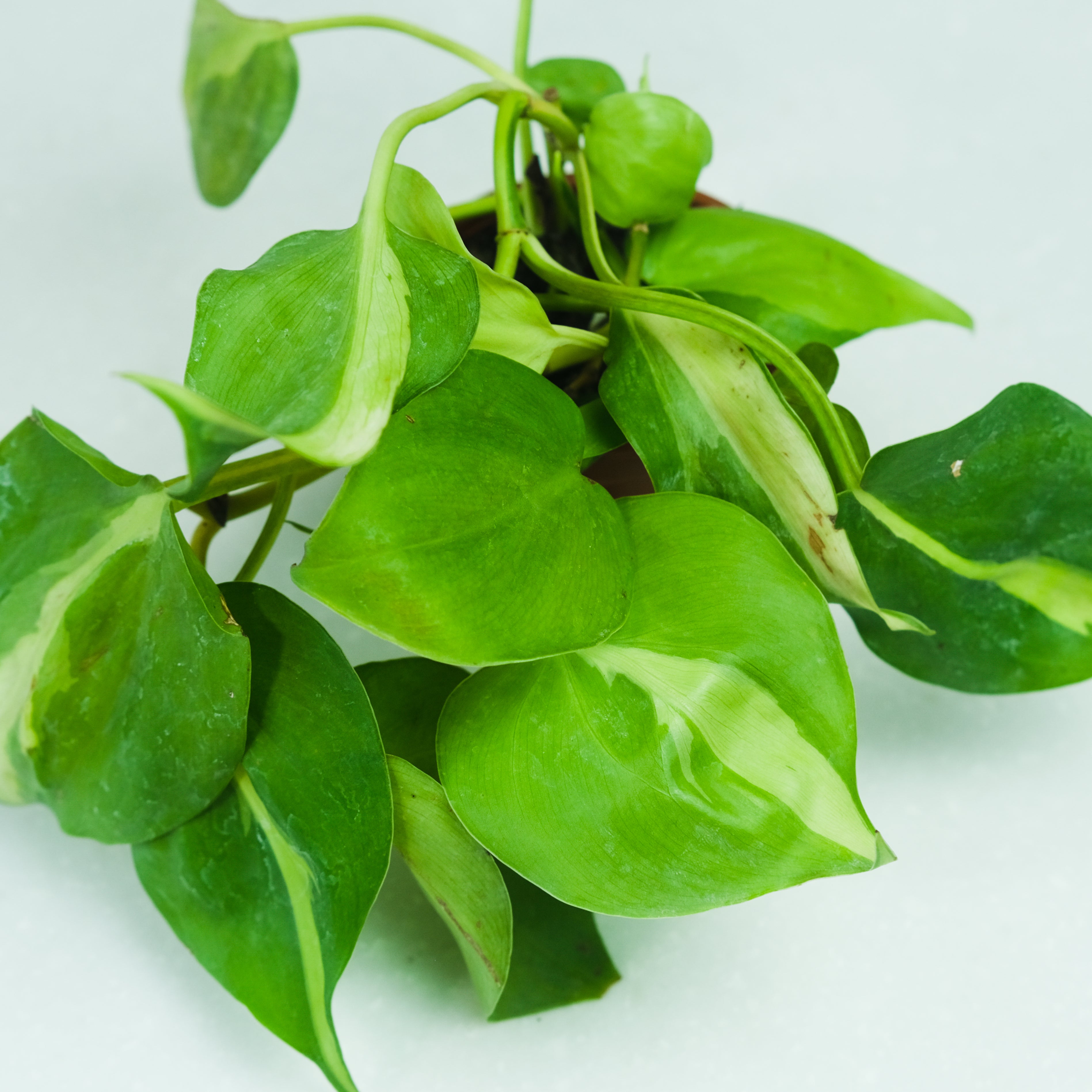 Rooted Philodendron Brasil Plant