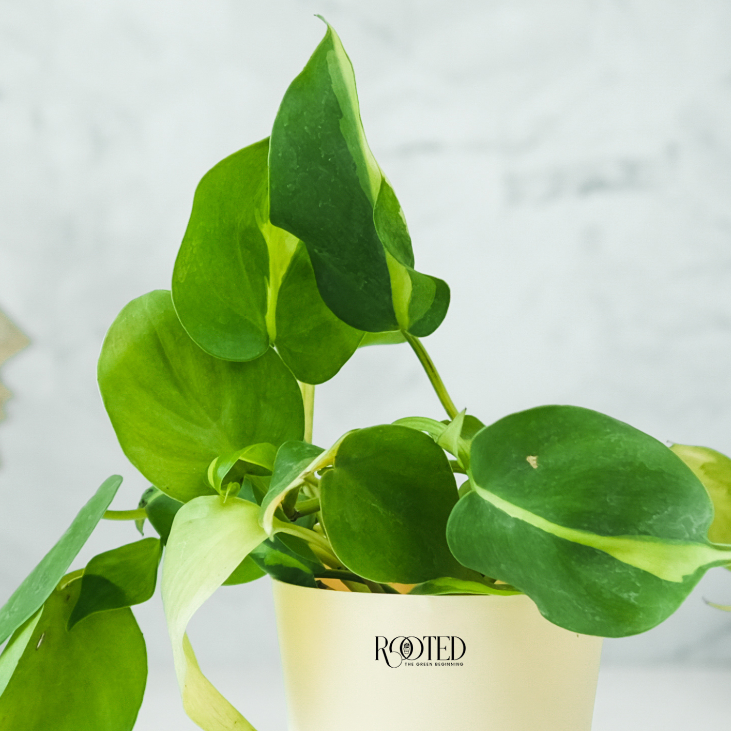 Rooted Philodendron Brasil Plant