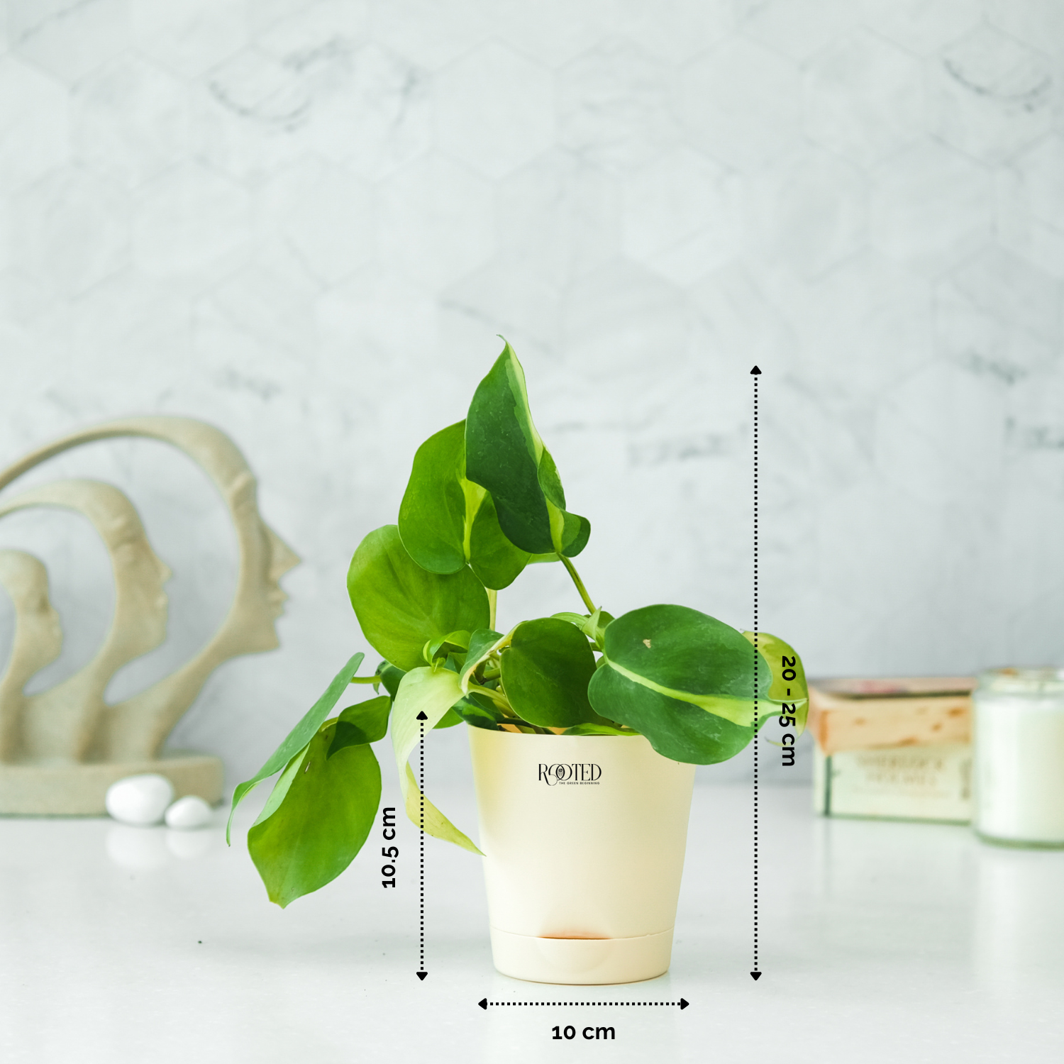 Rooted Philodendron Brasil Plant