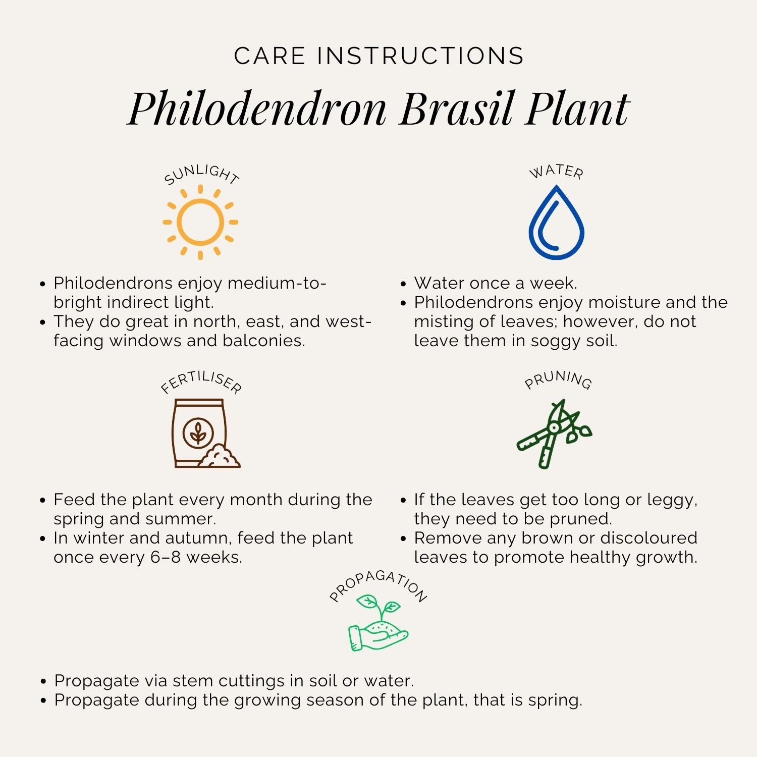Rooted Philodendron Brasil Plant