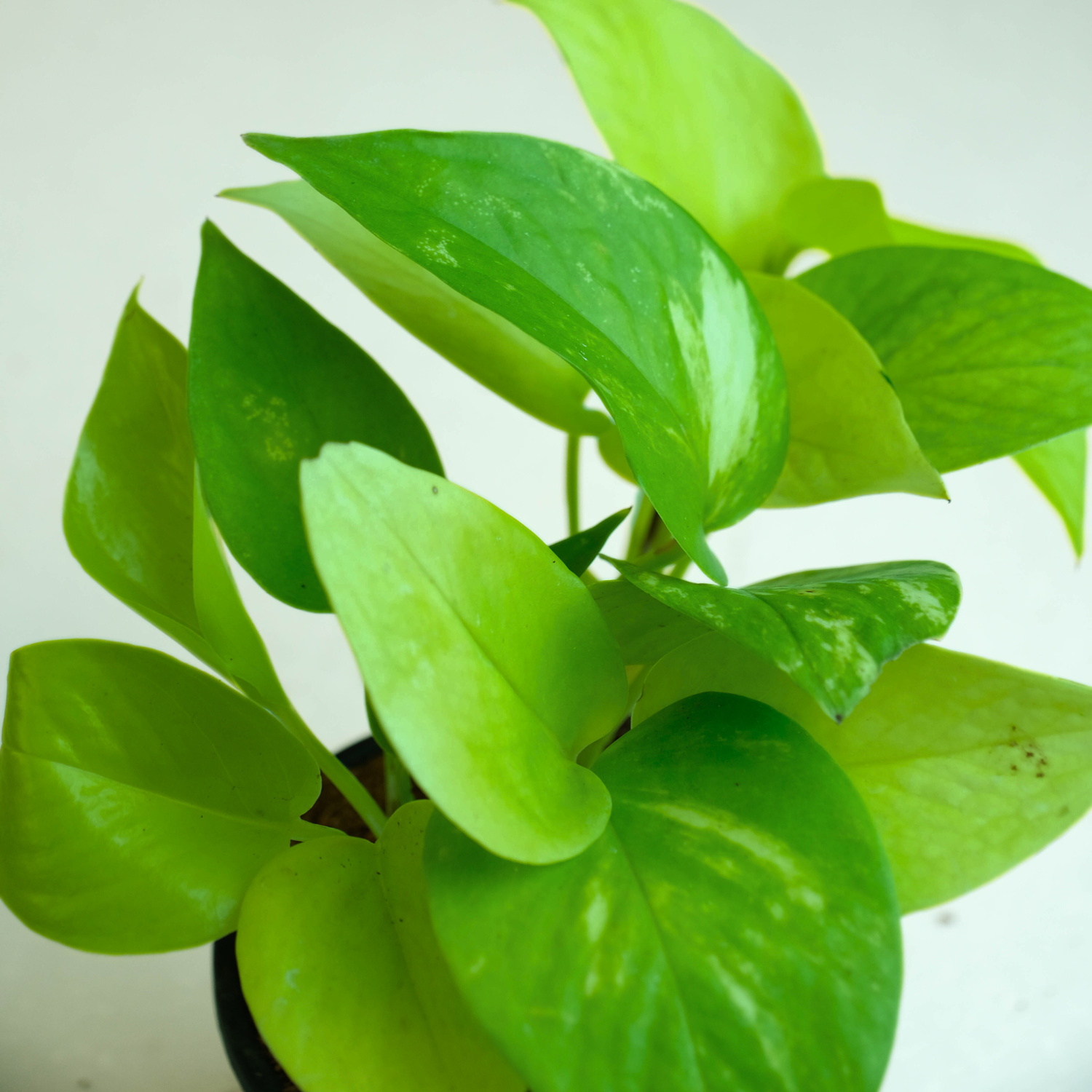 Rooted Green Money Plant Variegated in Crown Pot