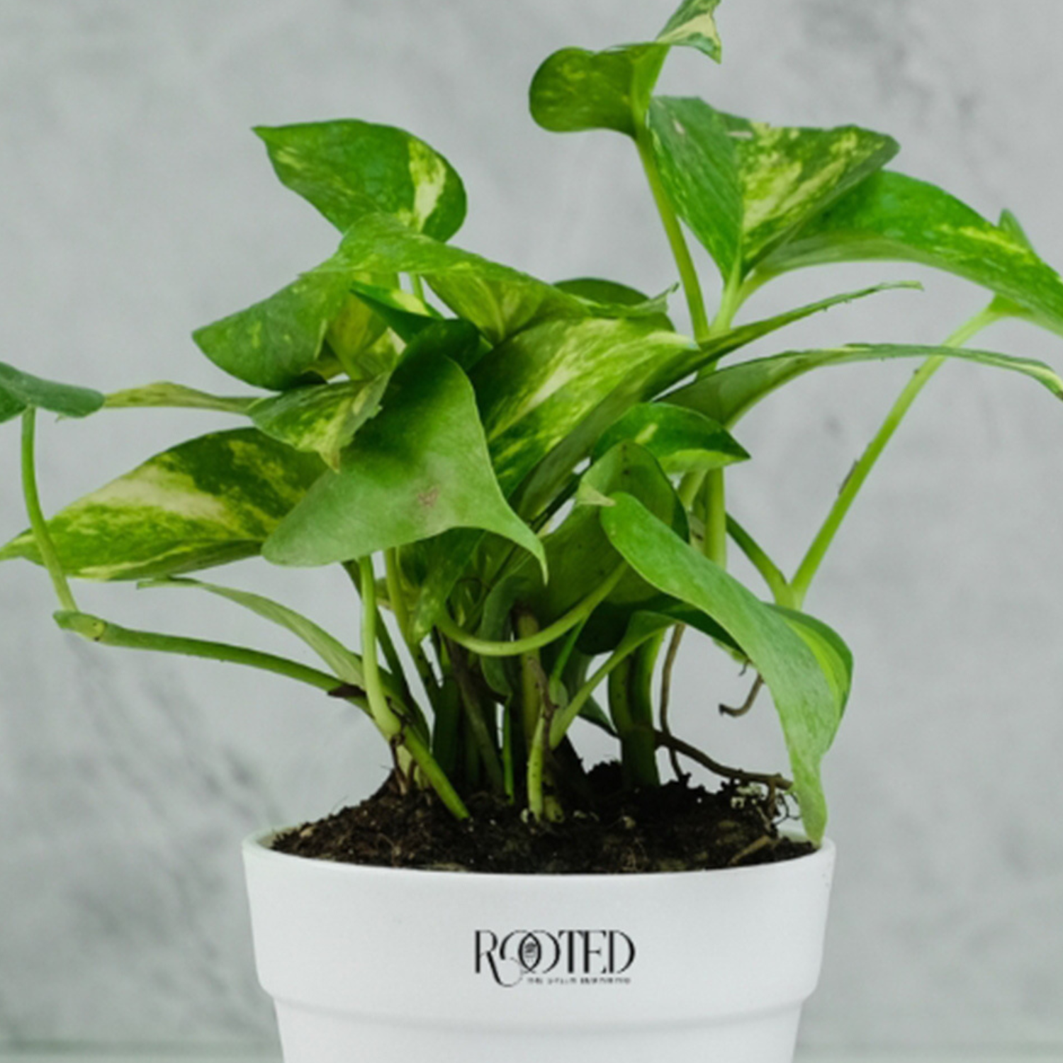 Rooted Green Money Plant Variegated in Crown Pot