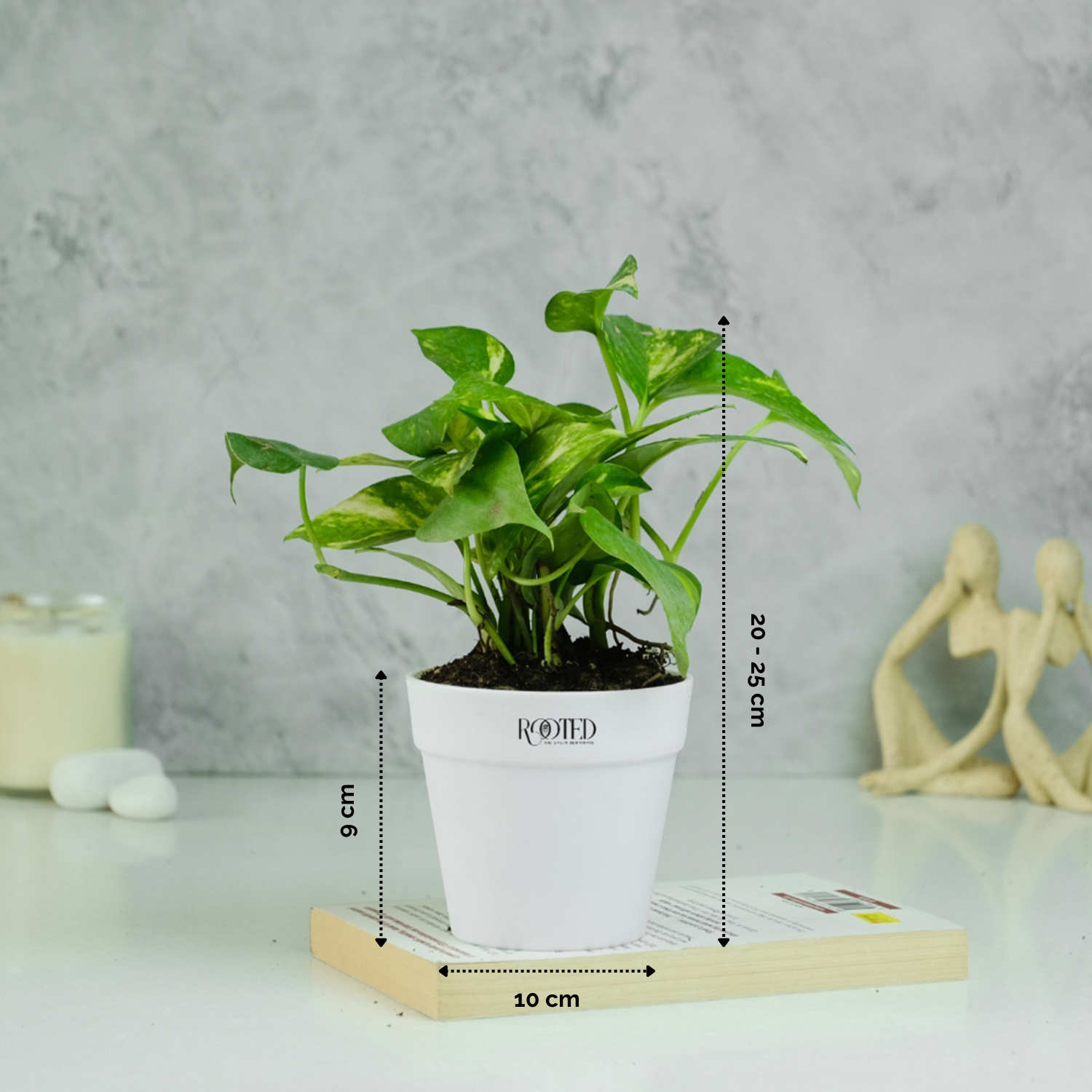 Rooted Green Money Plant Variegated in Crown Pot