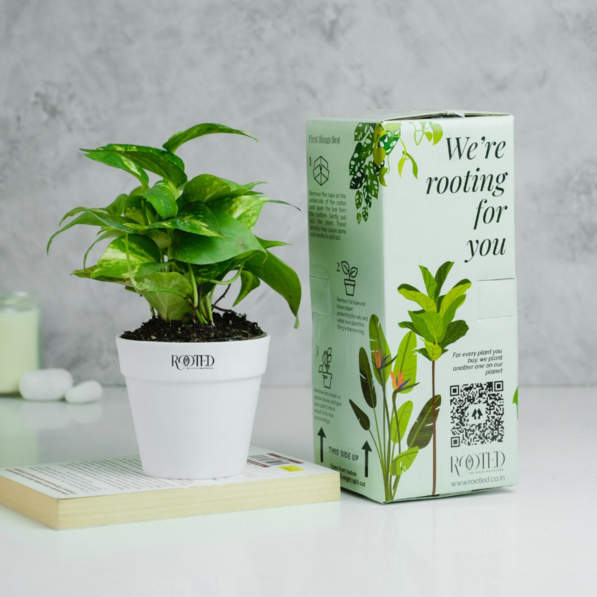 Rooted Green Money Plant Variegated in Crown Pot