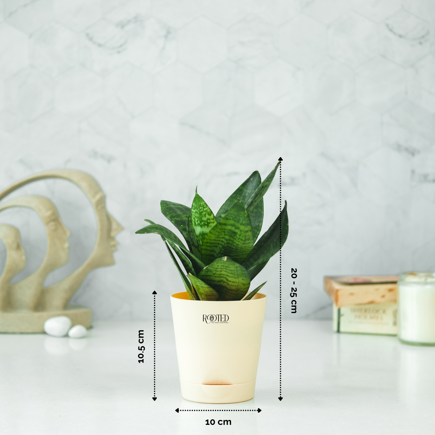 Rooted Snake Plant