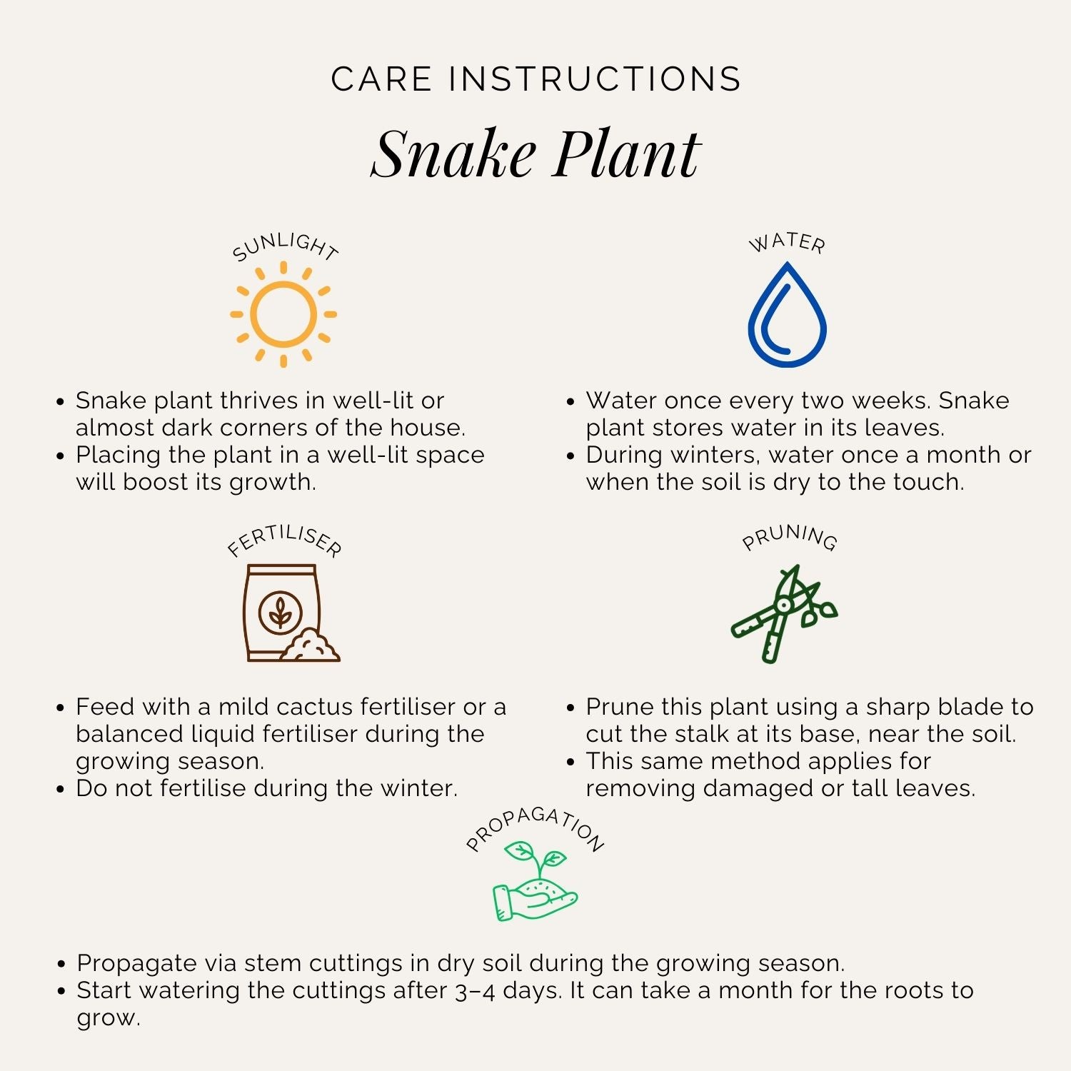 Rooted Snake Plant
