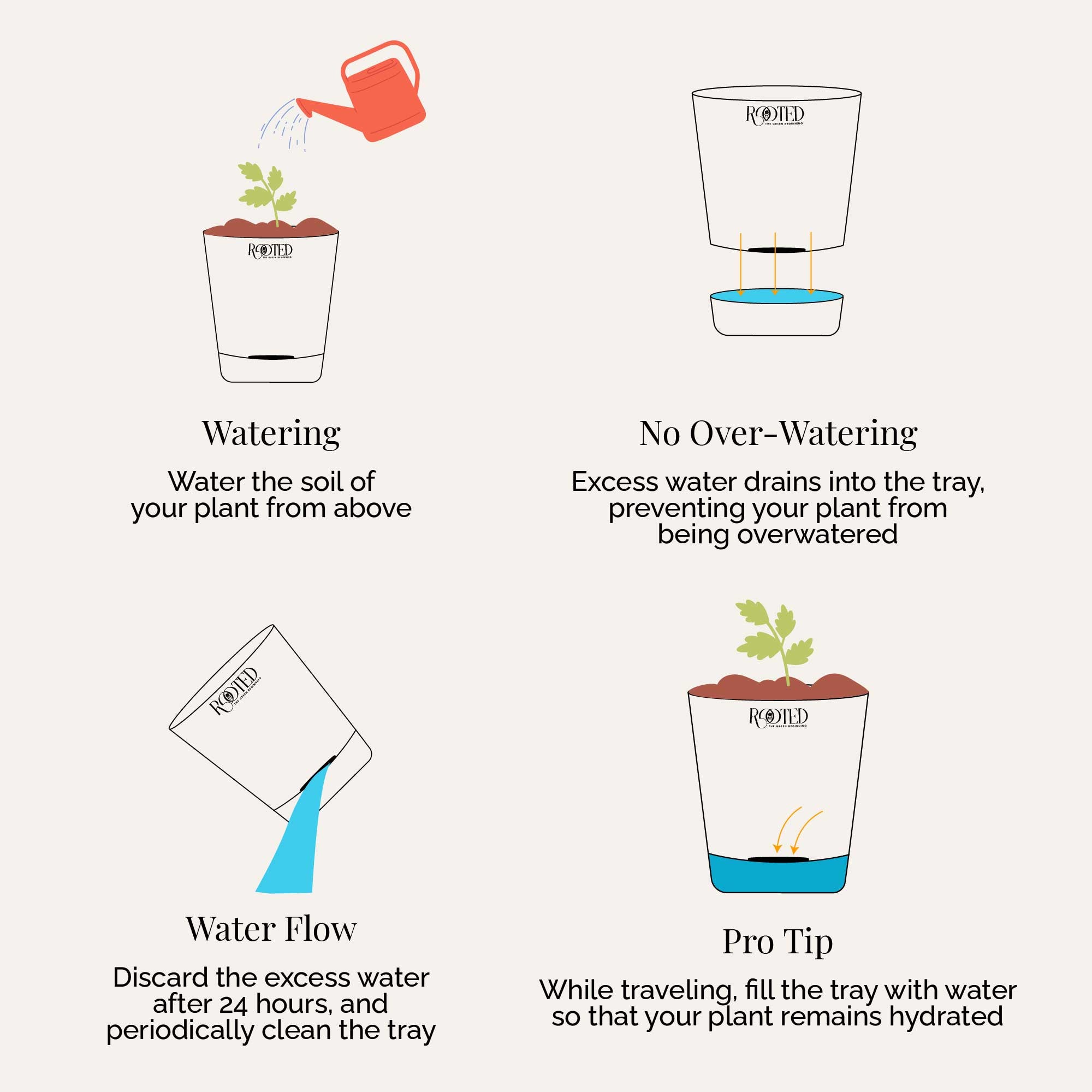 Rooted Peace Lily Plant
